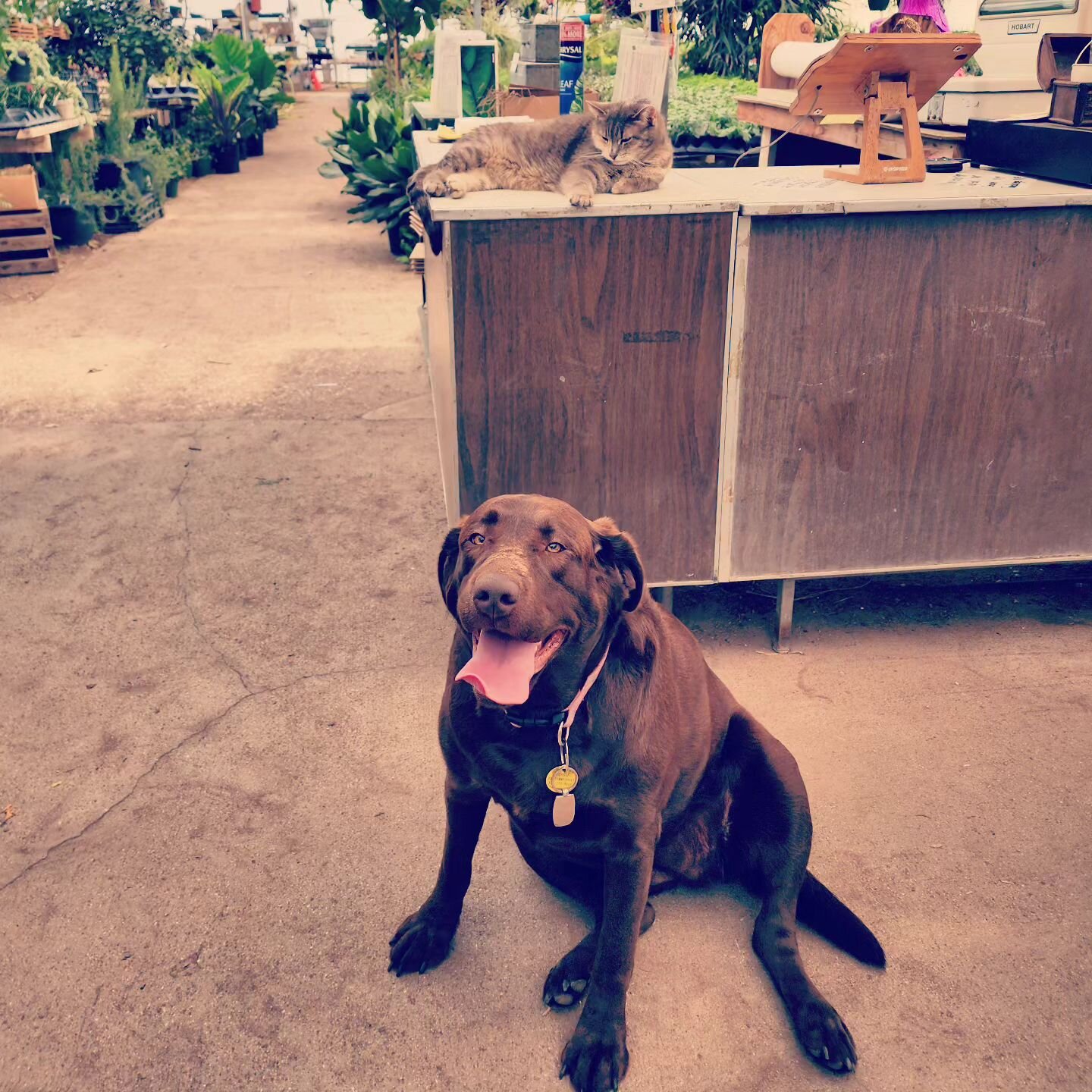 Can you tell who's boss around here?  Rosie aka Petals got to hang out at the greenhouse this morning, and the boss kitty didn't mind one bit! Thanks to all our dog loving customers for saying hello to this happy lab!
