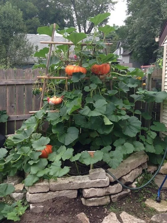 fall vertical gardens | vertical gardening with trellis and arbor | fall vegetables to plant in texas | fall gardening