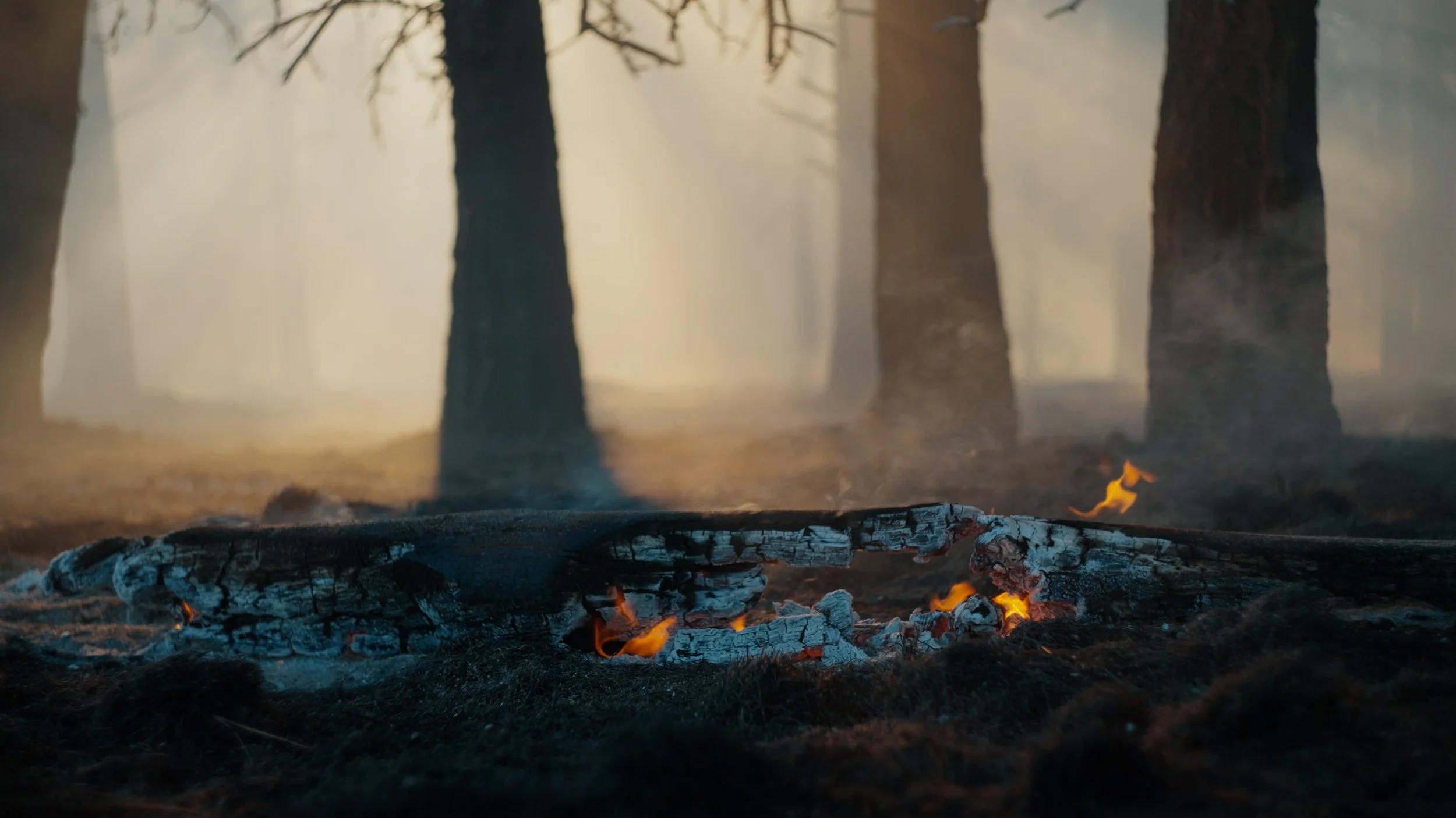 Burning Stick, Backlit Trees Golden Light in BG.jpg