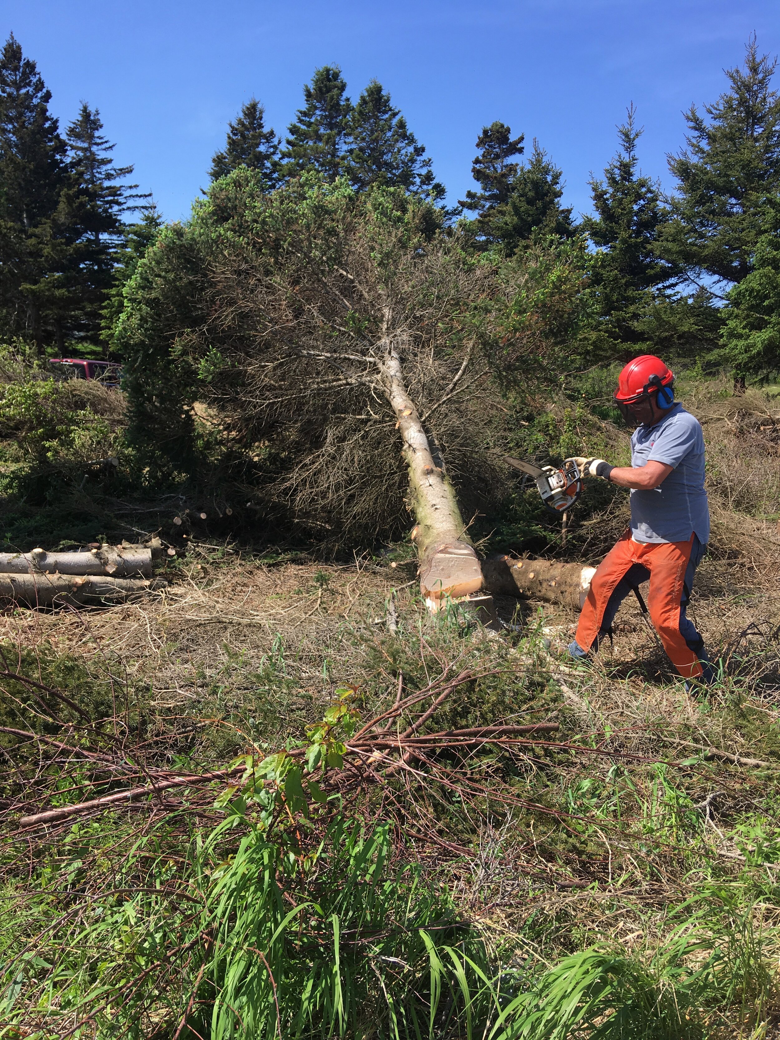  The garden was completely overgrown, so much in fact the ocean could not be seen. The trees we cut were diseased Cherry trees&nbsp;—&nbsp;I did feel bad about that but we will plant new ones. I was and still am terrified of chainsaws, so I was extre