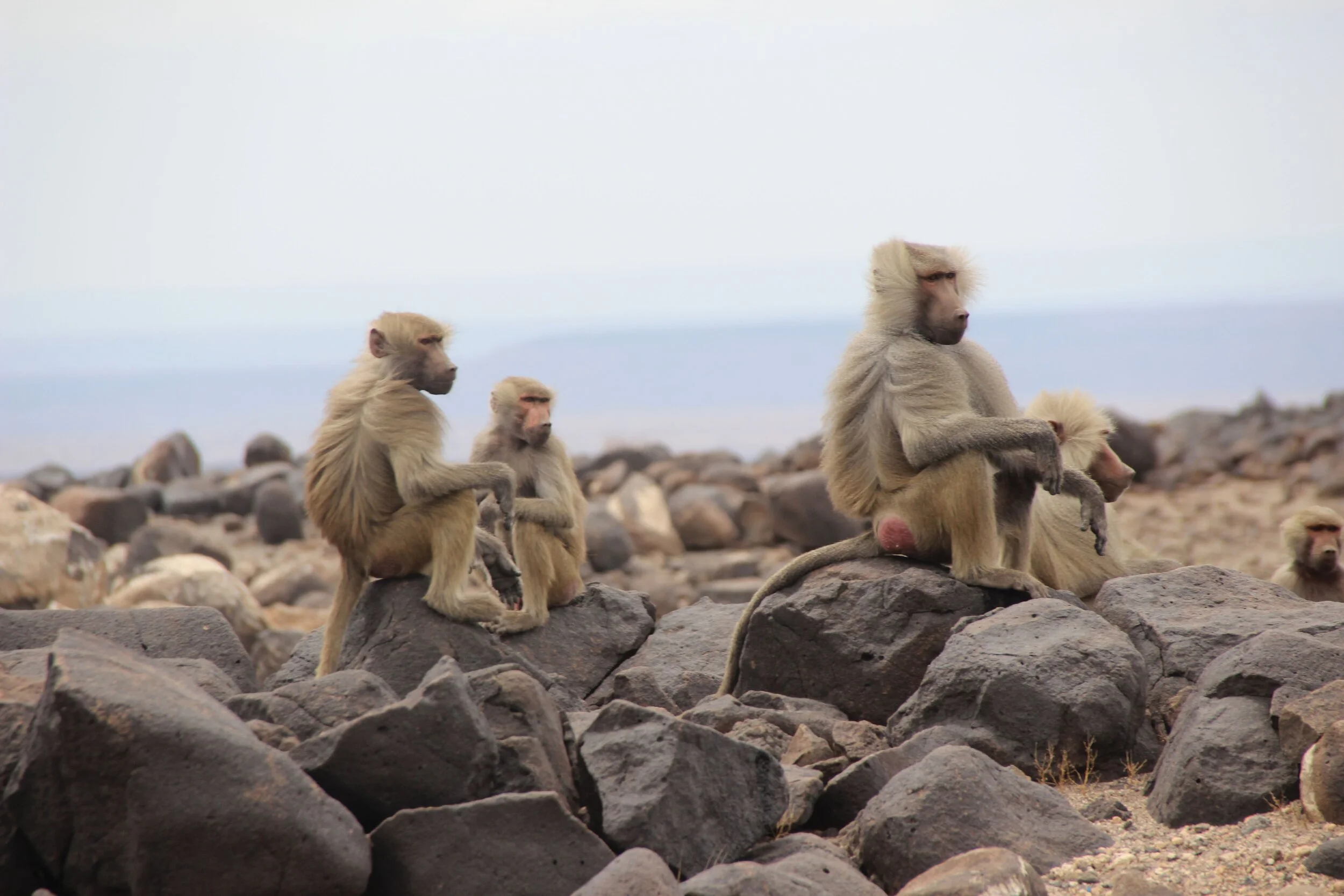 HORN OF AFRICA1.jpeg