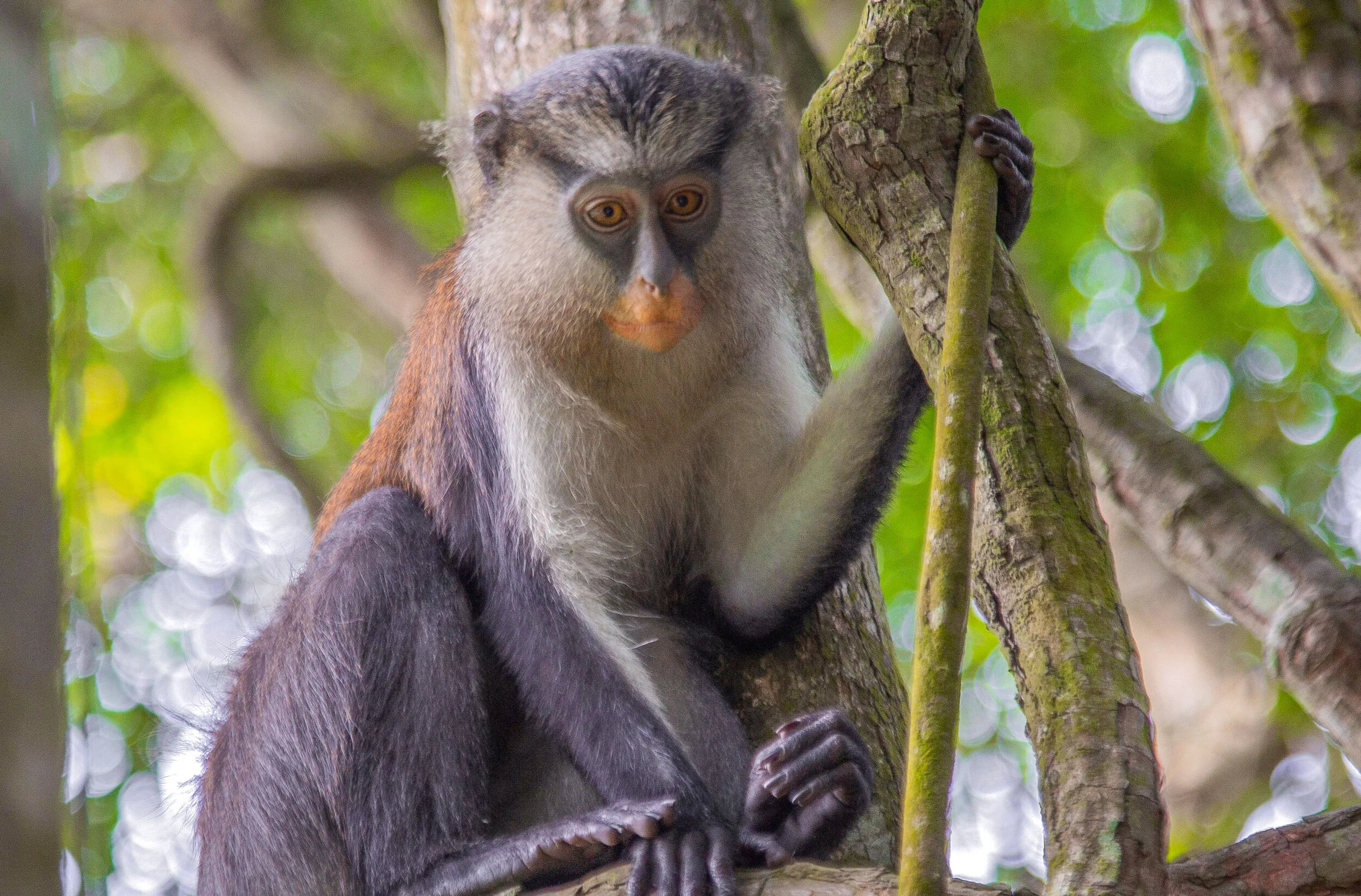 monkey-5043452_PXB_v1-0.jpg