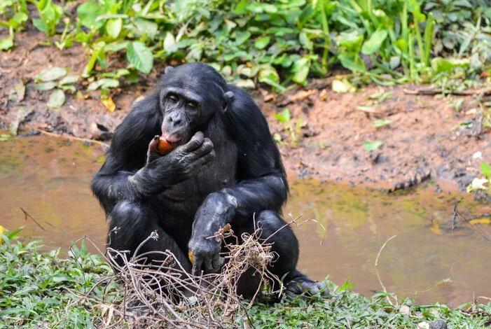 DRCongo-Pixabay-(002)_701x470.jpg