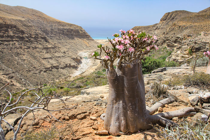 Socotra'2021-Michael-Rea-(033)_701x470.jpg