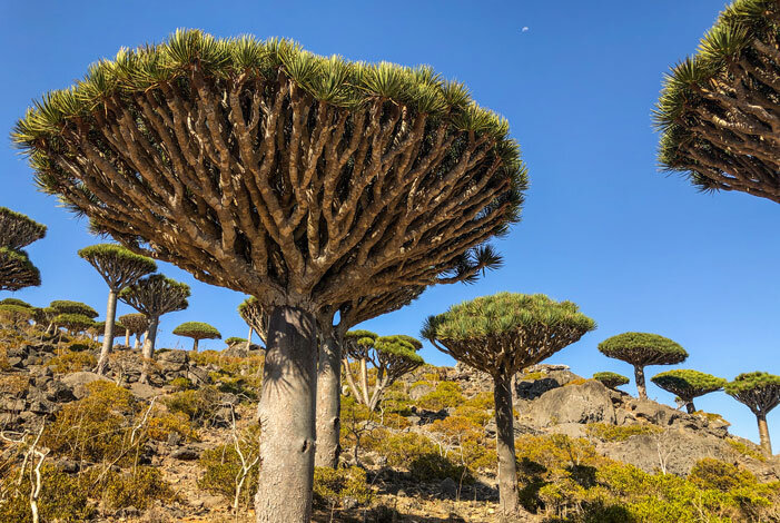 Socotra'2021-Tamara-(40)_701x470.jpg