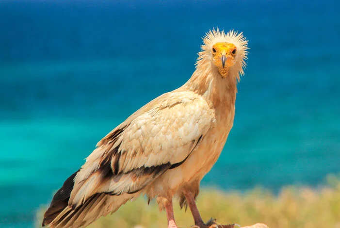 Socotra'2021-Michael-Rea-(063)_701x470.jpg