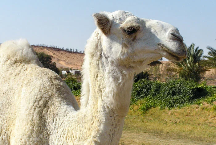 S.-Arabia'2011-(18)_701x470.jpg