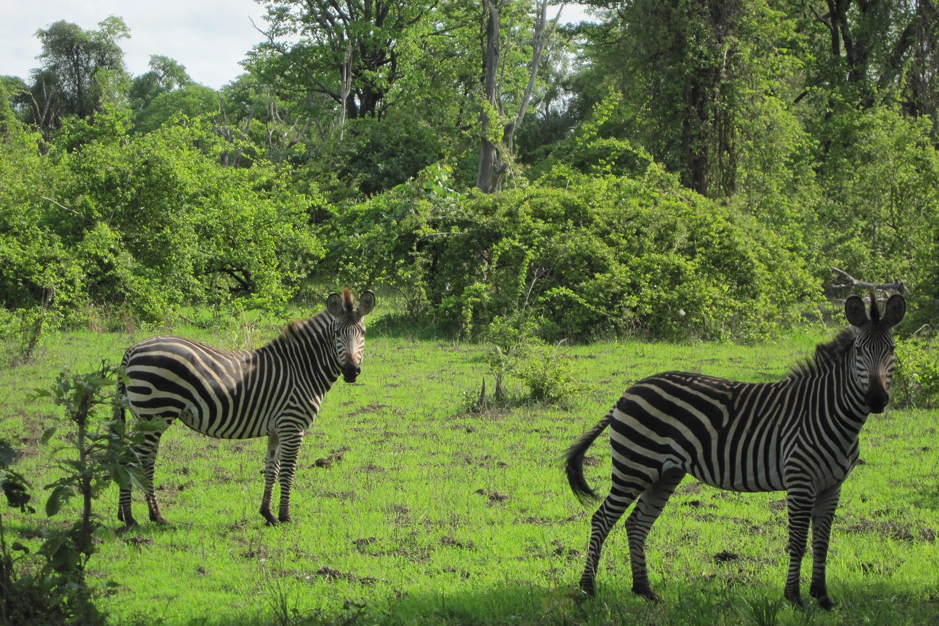 zambia-national-parks-malawian-style-malawi-tour-operator-zebra-crafted-....jpg