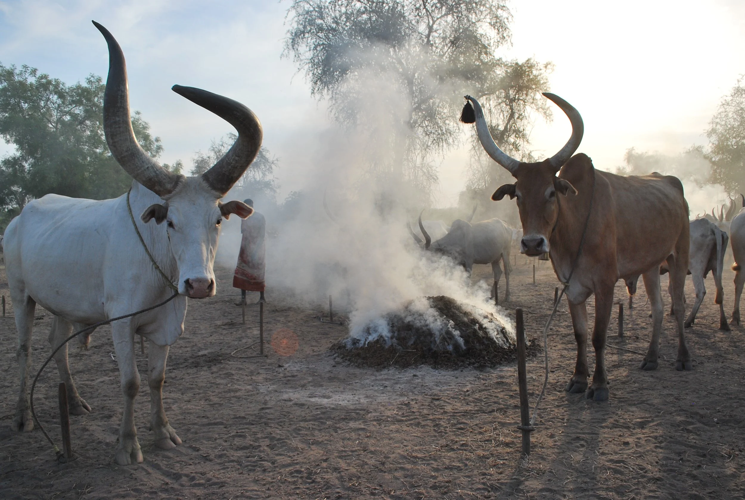 S. Sudan (Apr'2022) - D Nyang (003).JPG