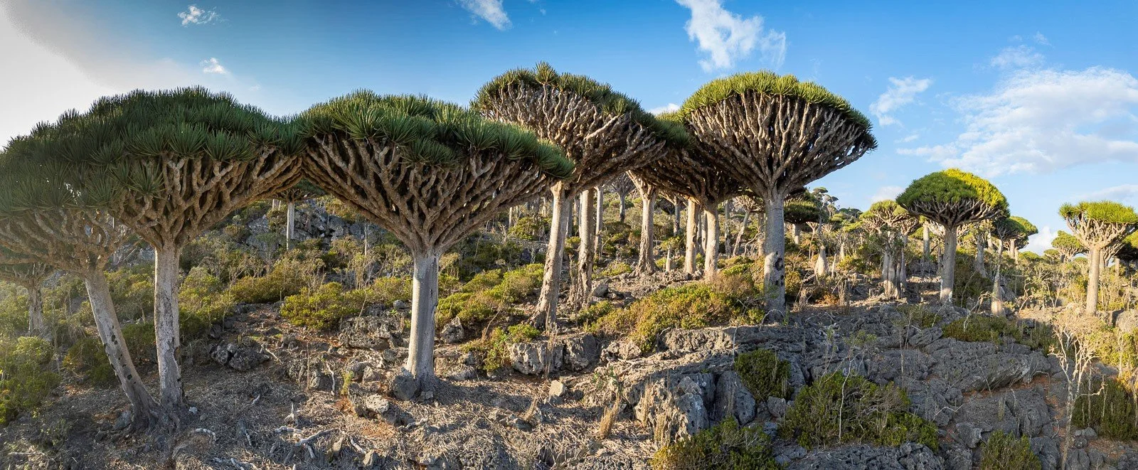 Socotra'2022 - Gary Krosin (1).jpg