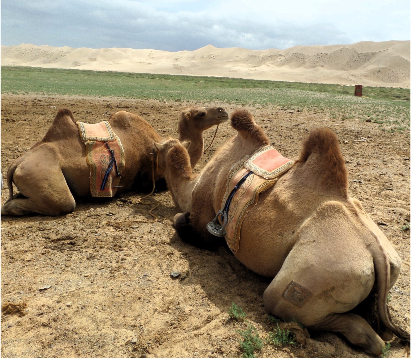 mongolia.jpg
