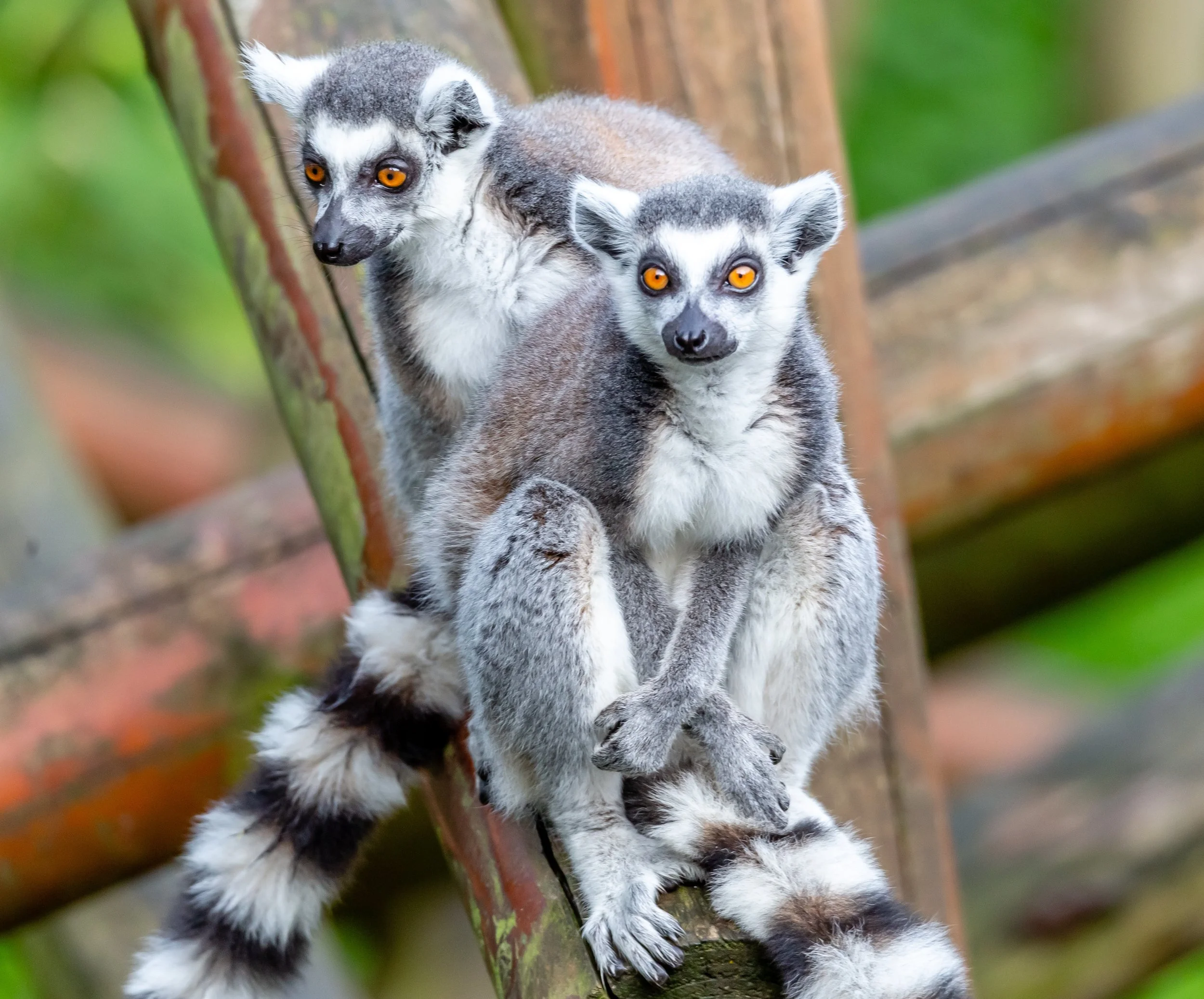 Madagascar - AdobeStock (005).jpeg
