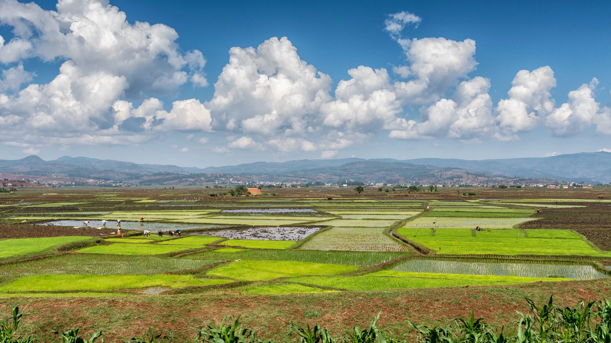 Madagascar - AdobeStock (010).jpeg