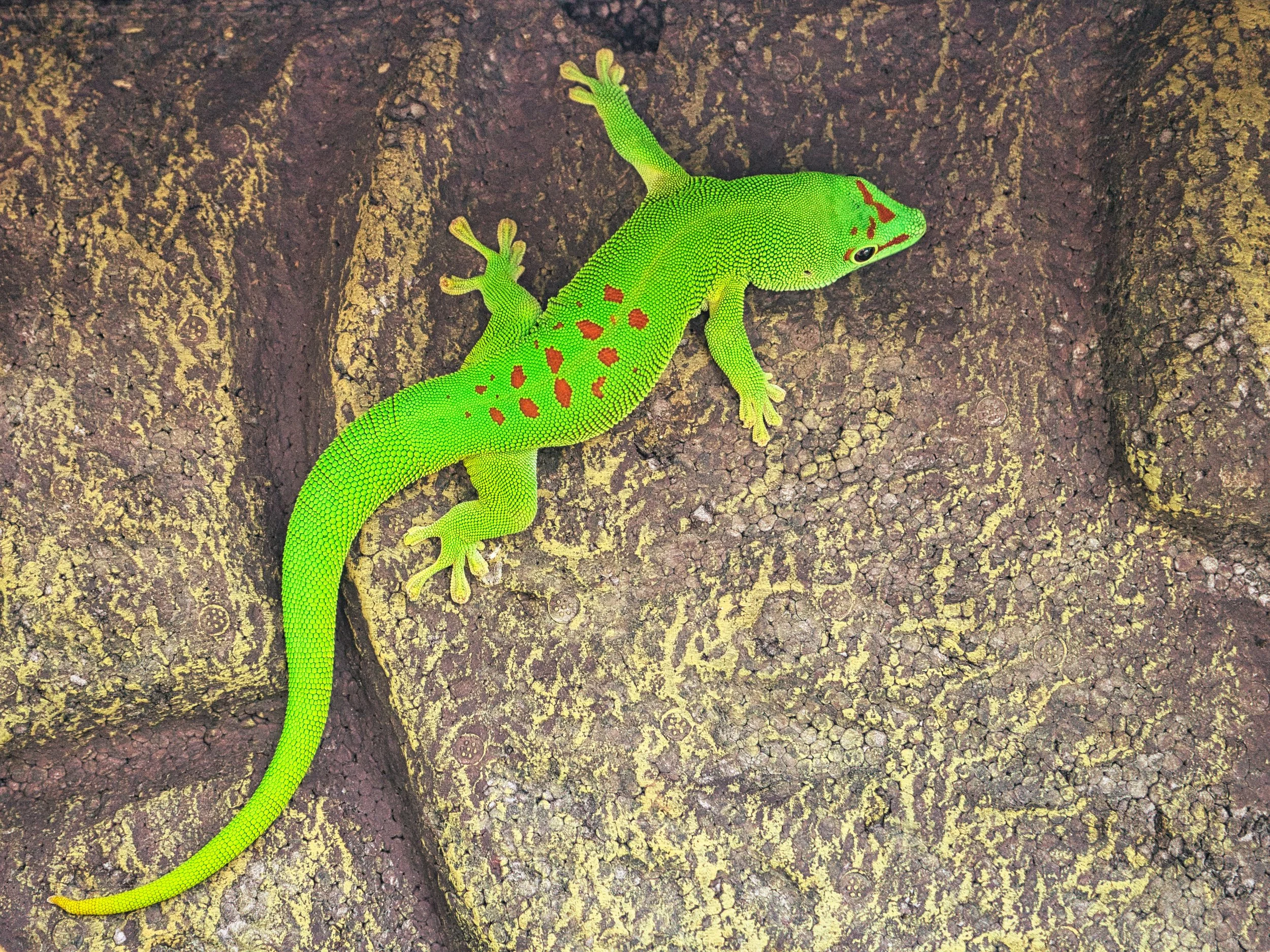 Madagascar - AdobeStock (017).jpeg