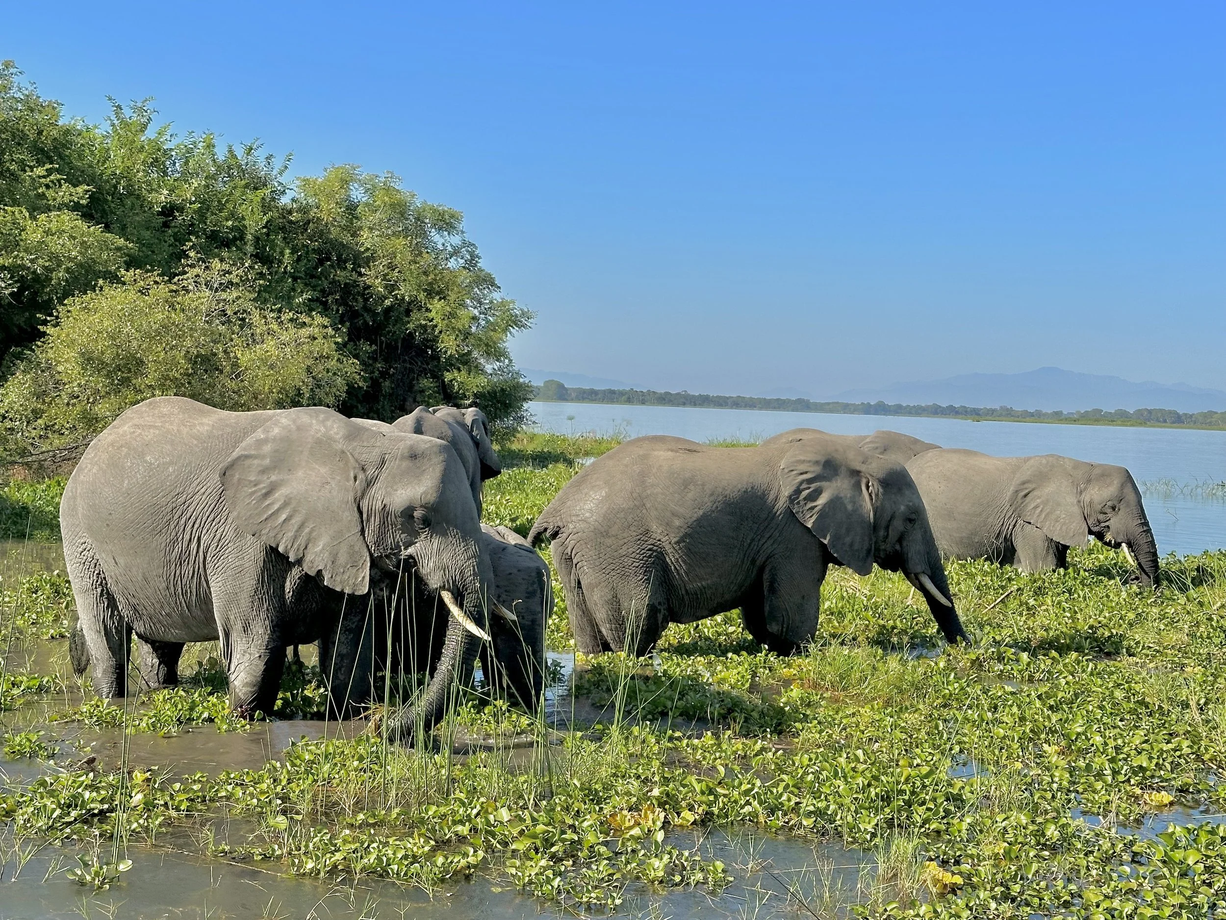 Malawi'2023 - Behar (262).jpg