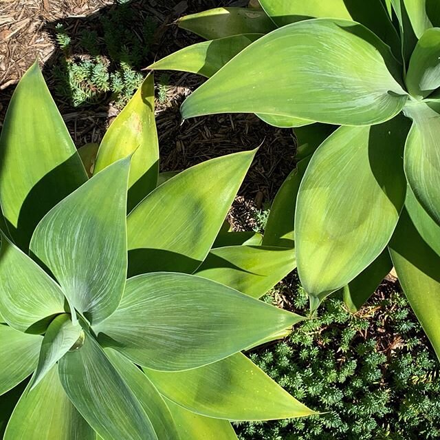 Therapeutic Landscapes are often associated with health care facilities, however all landscapes have therapeutic, or restorative, properties. Landscapes and gardens lower stress, increase mental and physical well-being, reduce pollutants, among just 