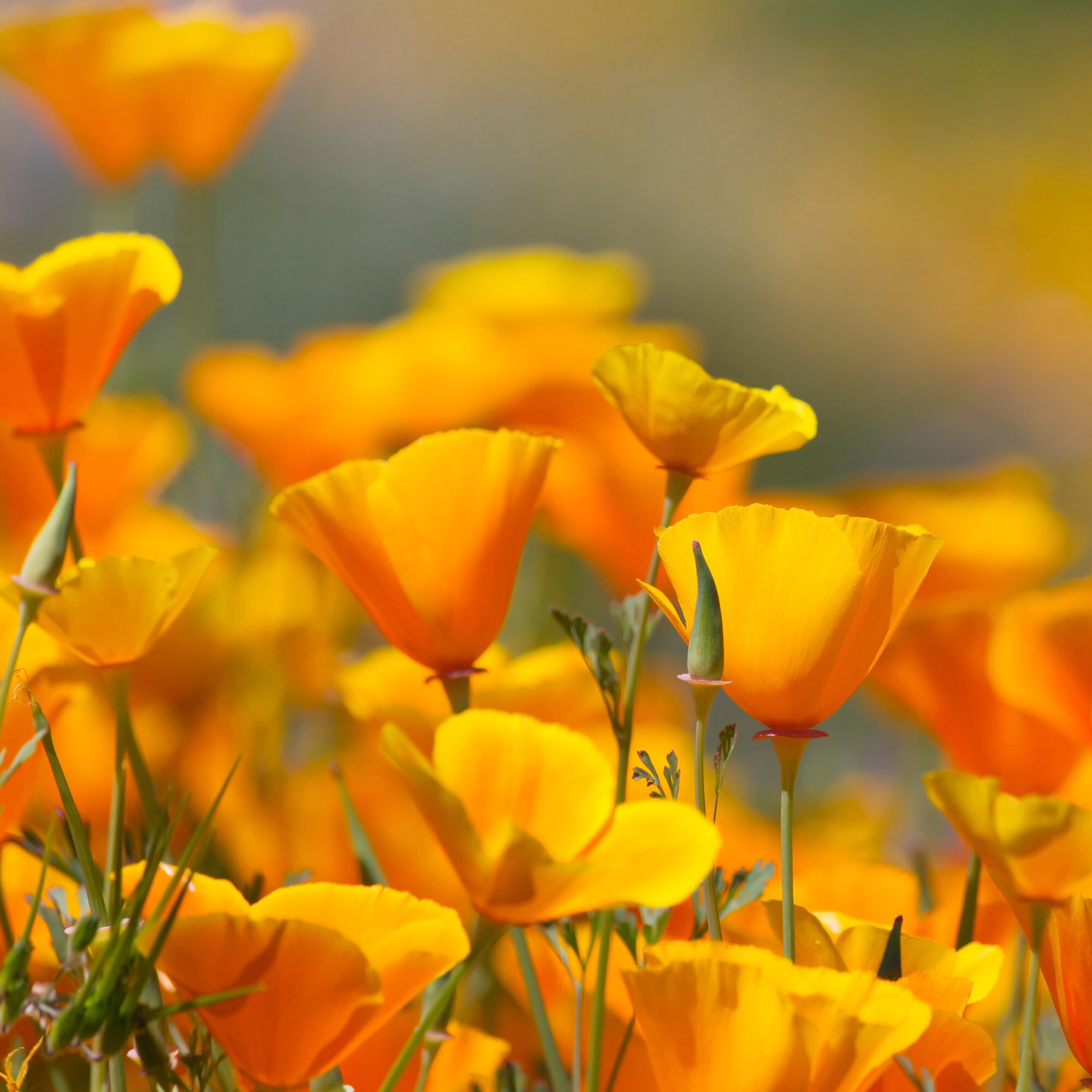 California Poppy