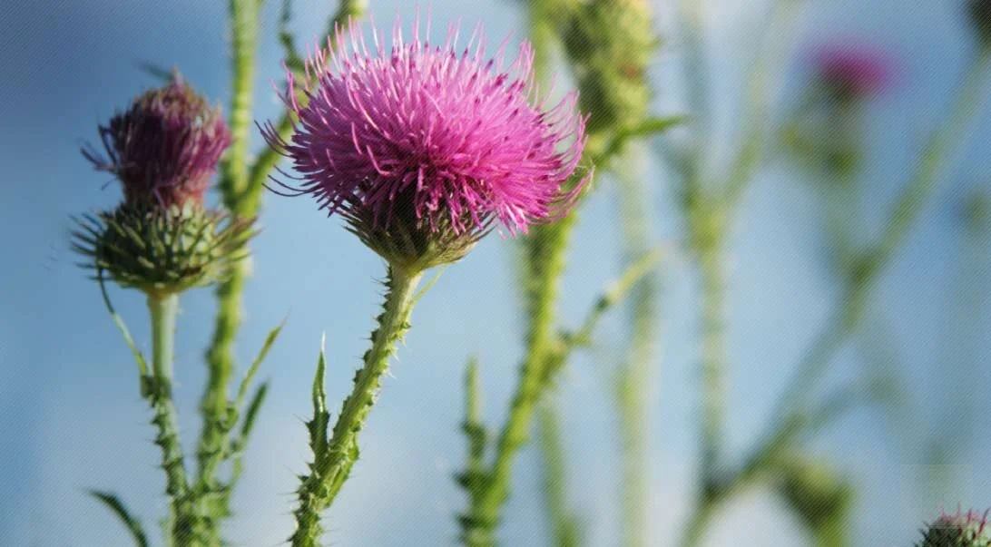 Milk Thistle