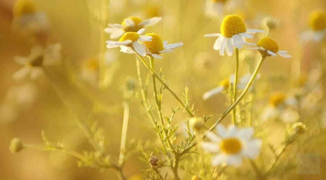 Chamomile