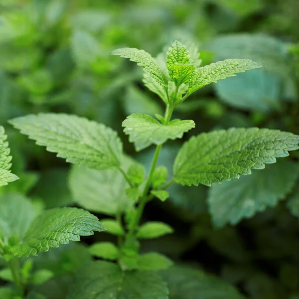 Lemon Balm