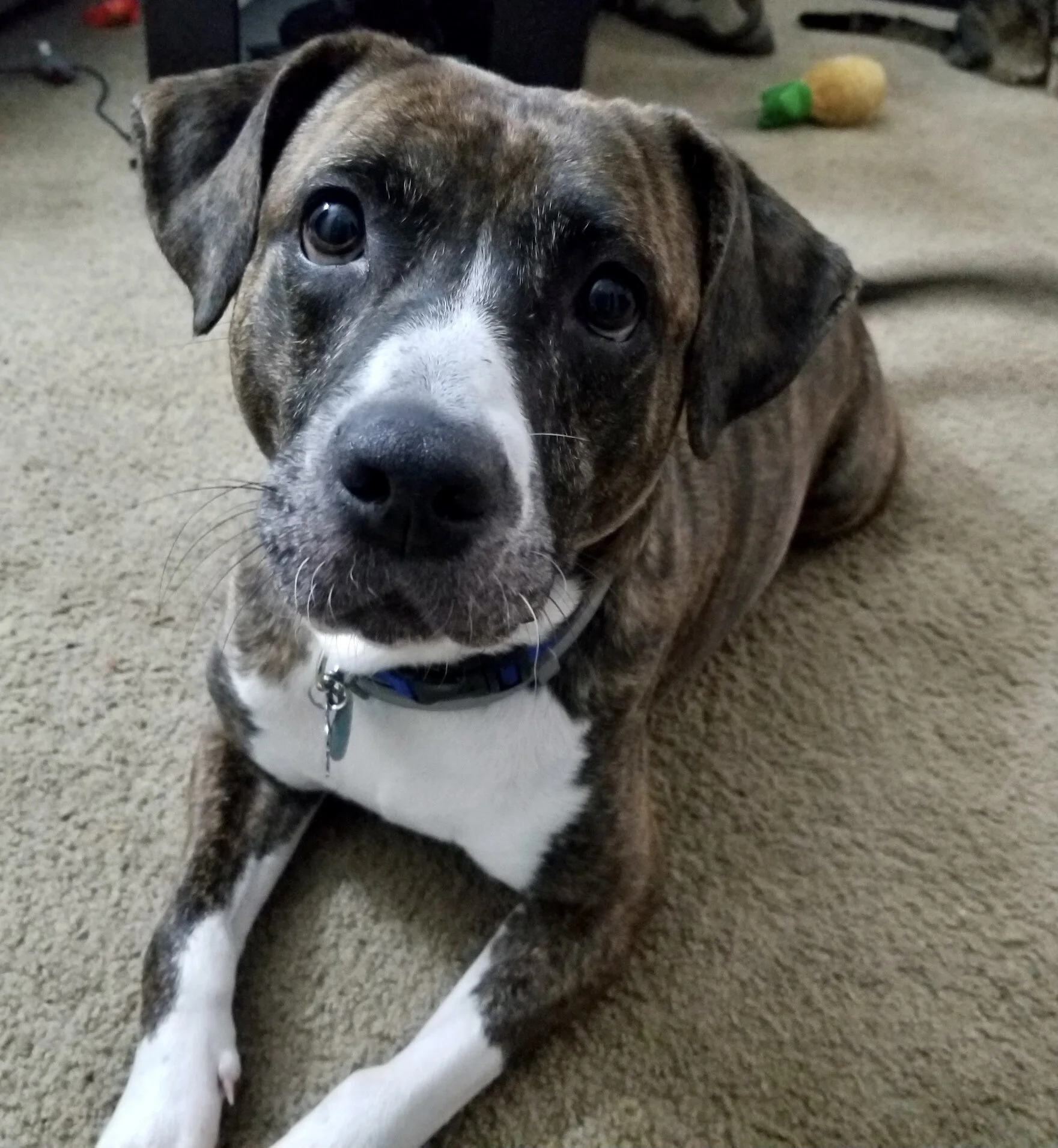 Absolutely wonderful to work with! Fantastic communication and explains everything as we work on training and shaping behavior. Really feel like the positive games and training are making a difference with my excitable dog! Thanks so much!
- Kylee D.