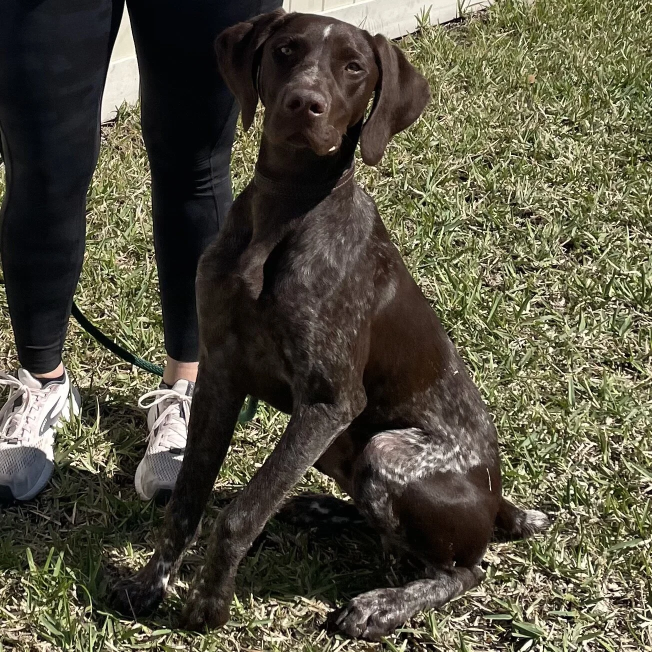 Sam is wonderful. She helped us tremendously with our GSP puppy from the time he was about three months old through 7 months. We completed six individual puppy lessons and a group class that lasted six sessions. She was patient and kind with us, with