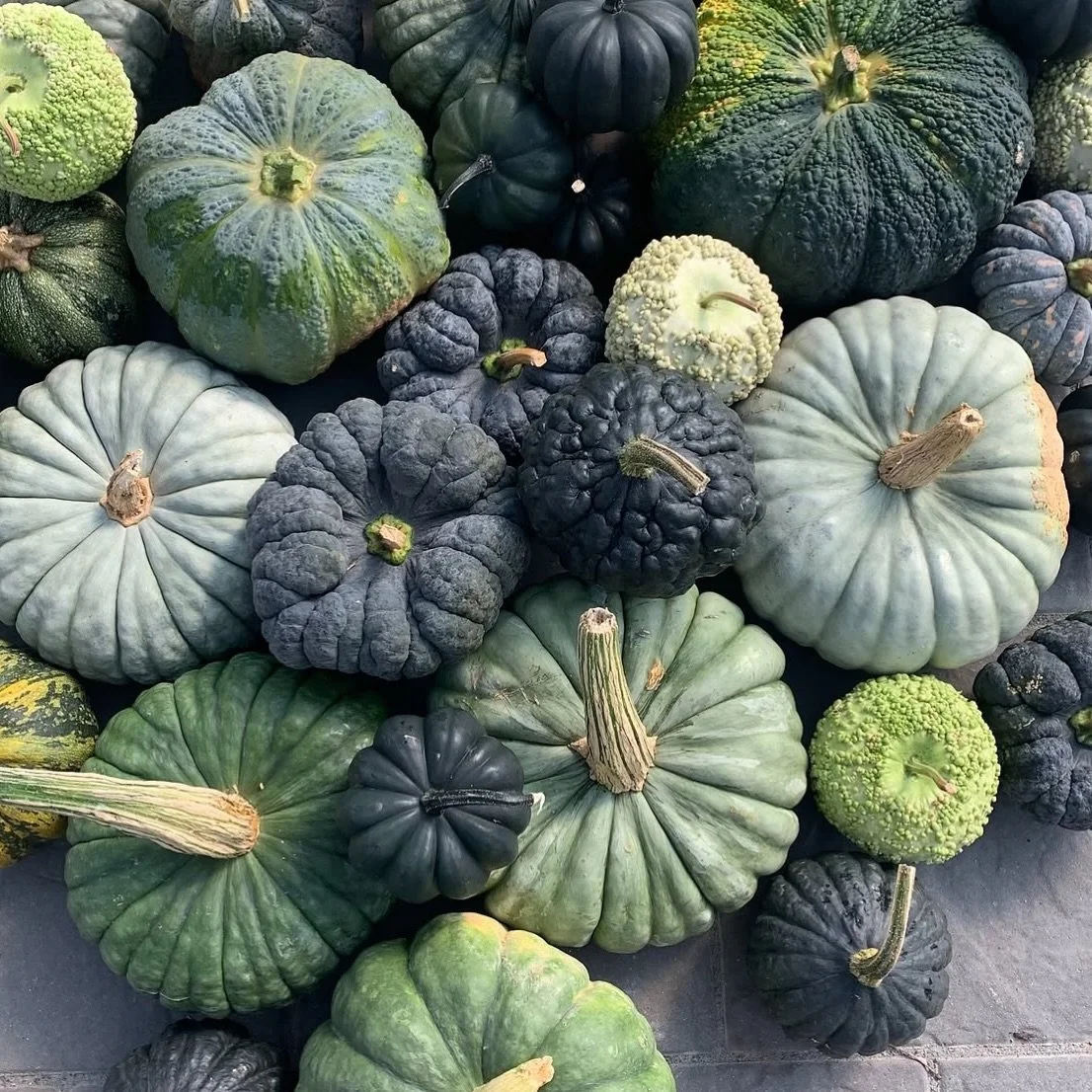 Tis the season of the witch. 

Well our favourite season, it&rsquo;s always the season of the witch.

Even in the southern hemisphere we can celebrate spooky season and that begins and ends with pumpkins.

📷 @thefarmersdaughter_ri 

🎃 🧙🏽&zwj;♀️ ?
