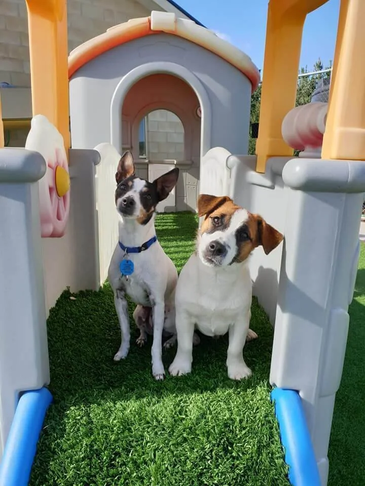 About Us Pets Now Boarding