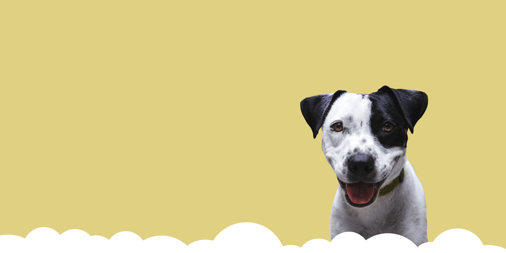 book-online-launceston-pets-now-boarding