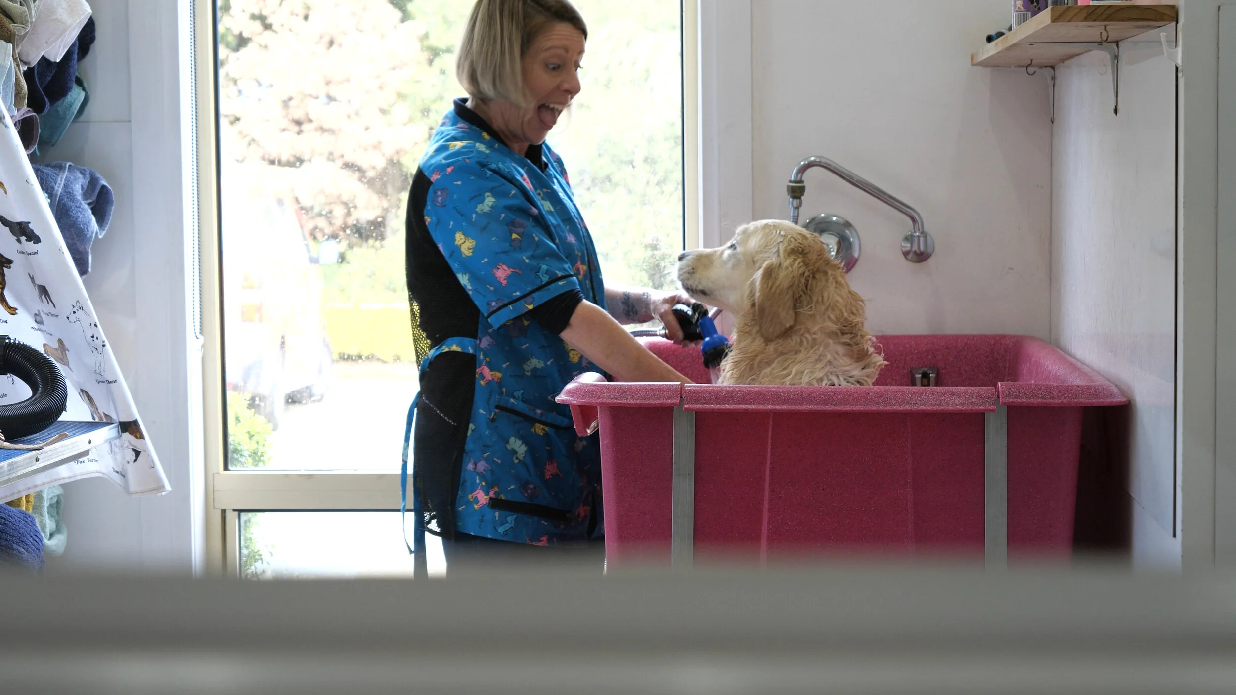 Dog Boarding Launceston Pets Now Boarding dog-boarding-launceston-pets-now-boarding