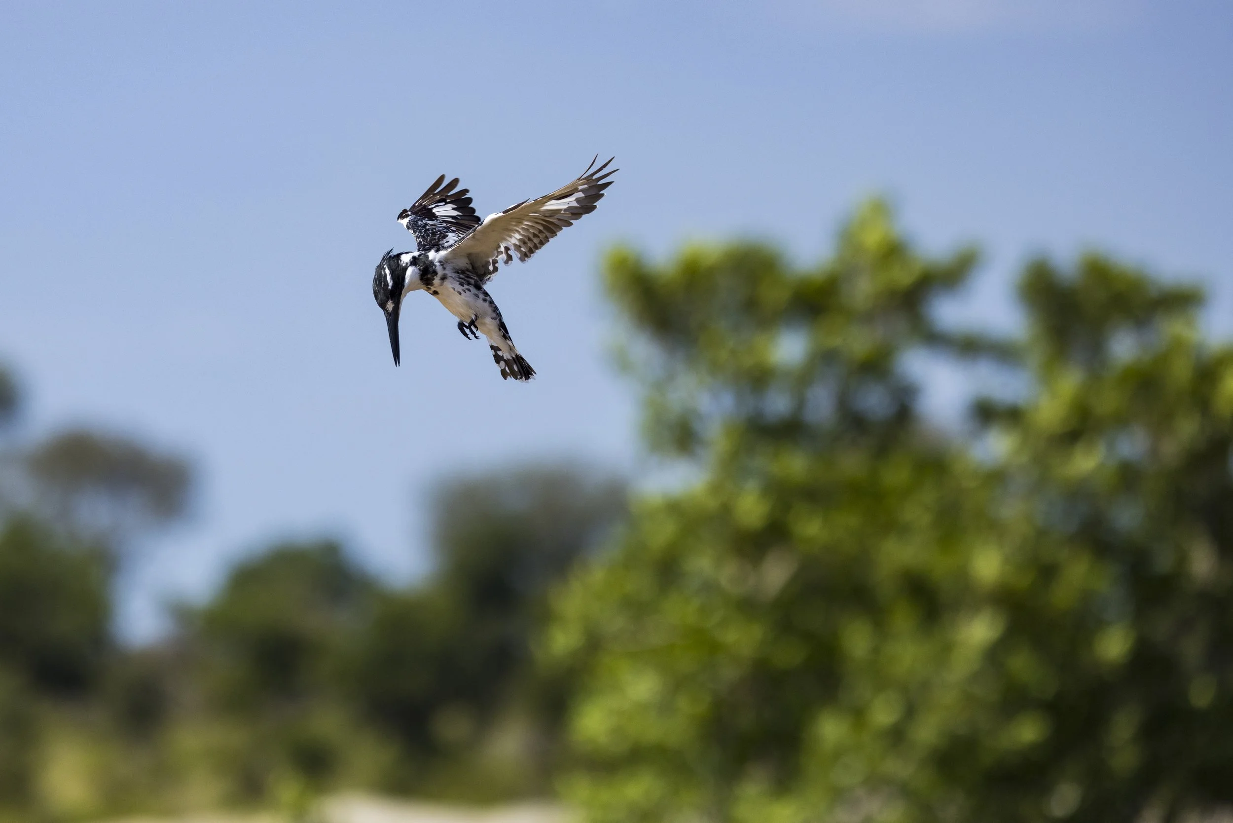 WIldlife Birds.jpg