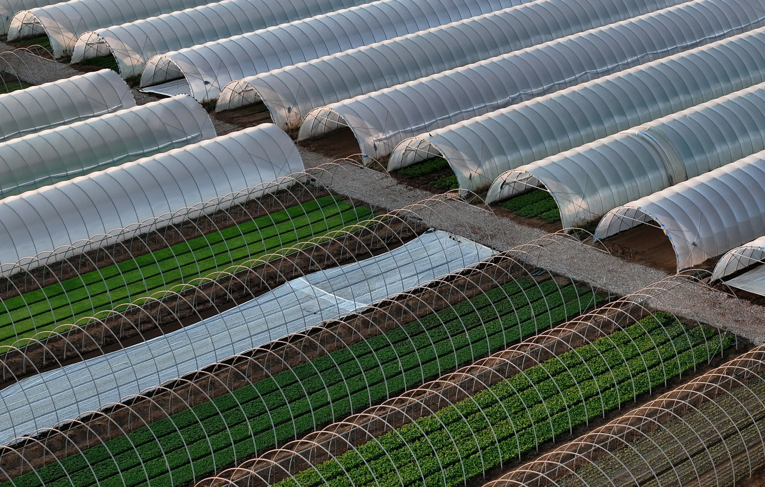 What Global Agri-Food Pressures Mean for High River Businesses
