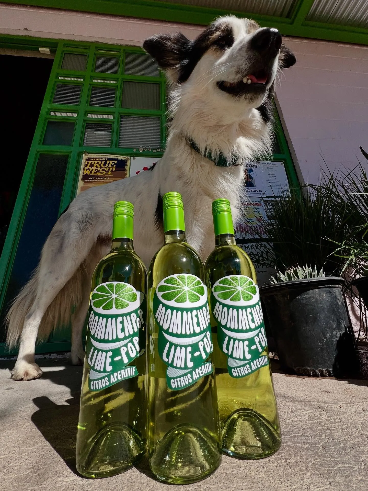 What’s new in the shop???!?
1. A new flavor of Mommenpop Citrus Aperitif (Thank you Alfred for modeling)
2. Zinacantan Agave Spirits, Silvestre Espadilla and Papalometl
3. Kahlua Dunkin’ Caramel Swirl Cream Liqueur
4. Tears of Llorona Ext