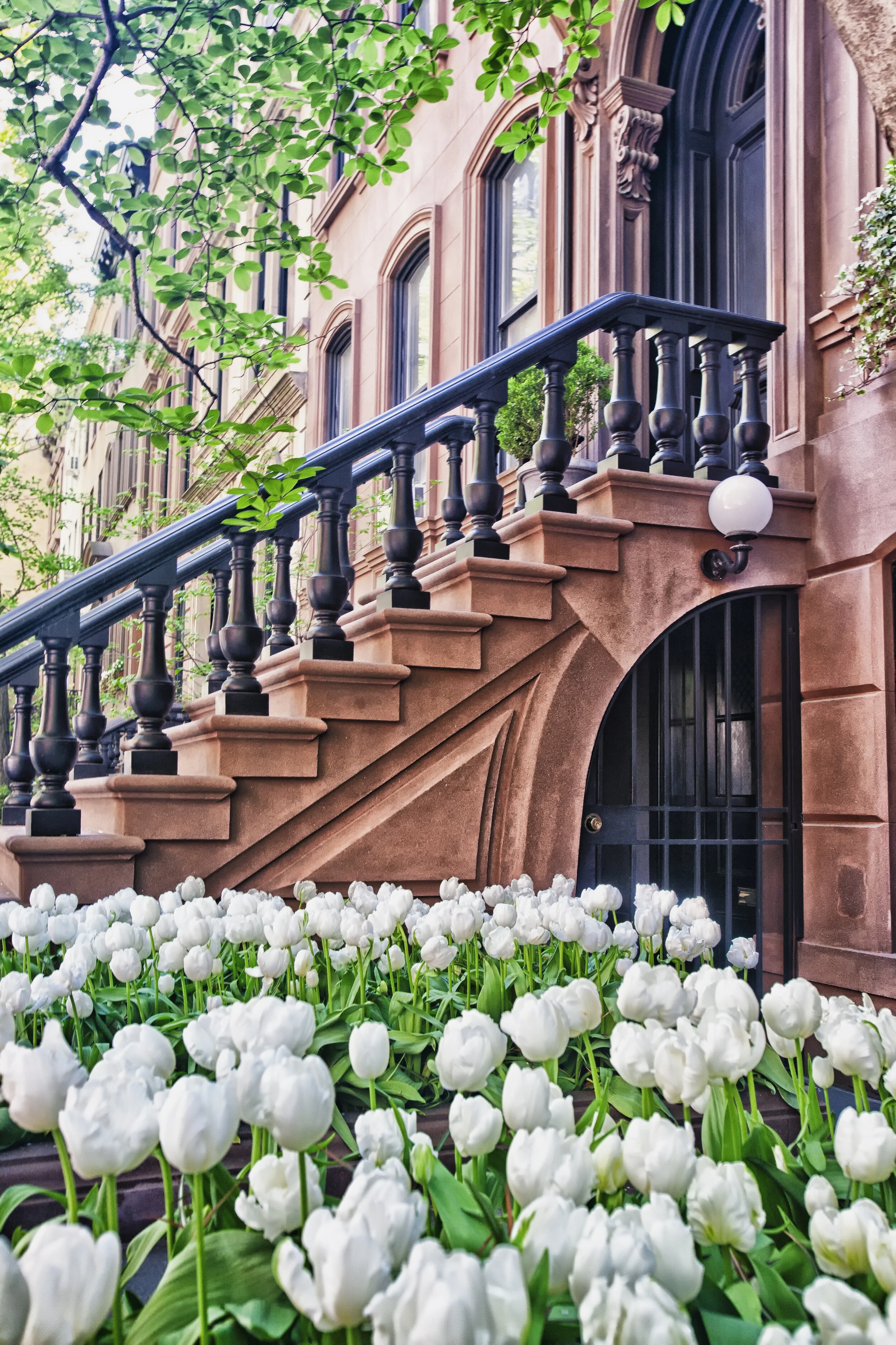Tulips by Jon Muzzarelli Photography | Bloomington, IL.jpg