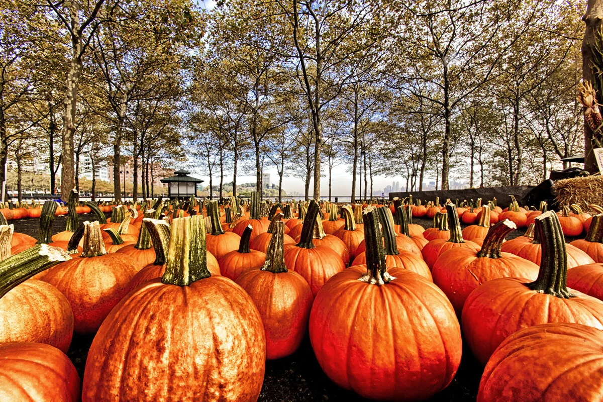 Orange by Jon Muzzarelli Photography | Bloomington, IL.jpg