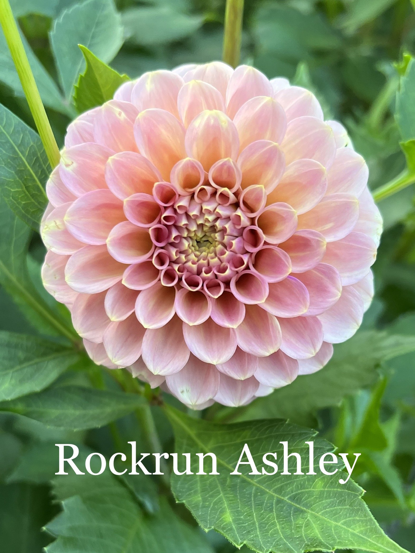 RockRA_0380.jpg
