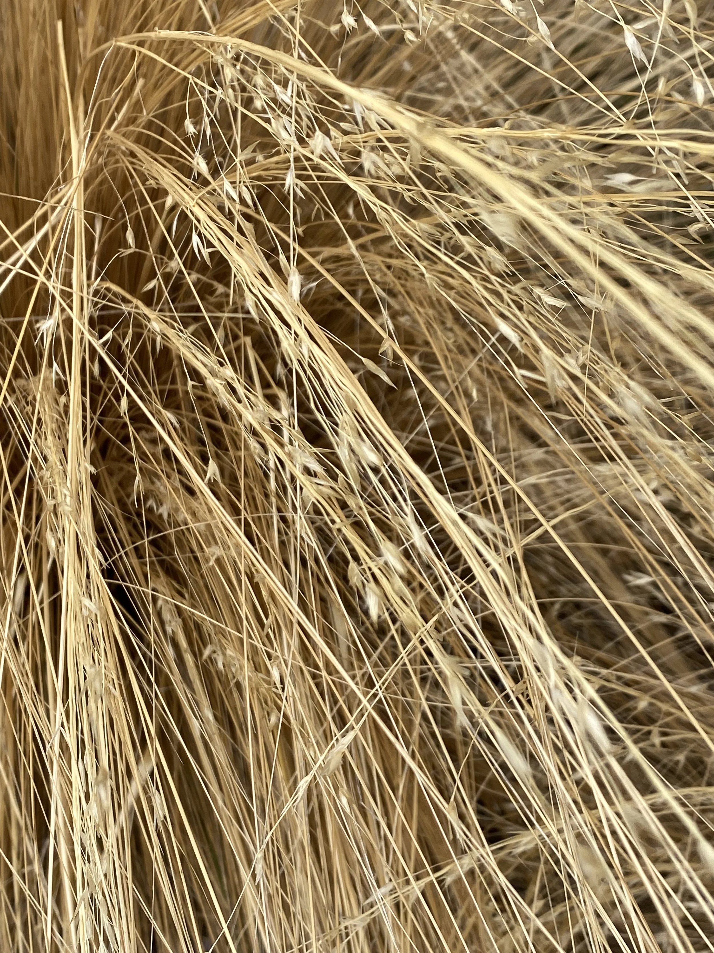 Wheat field countryside