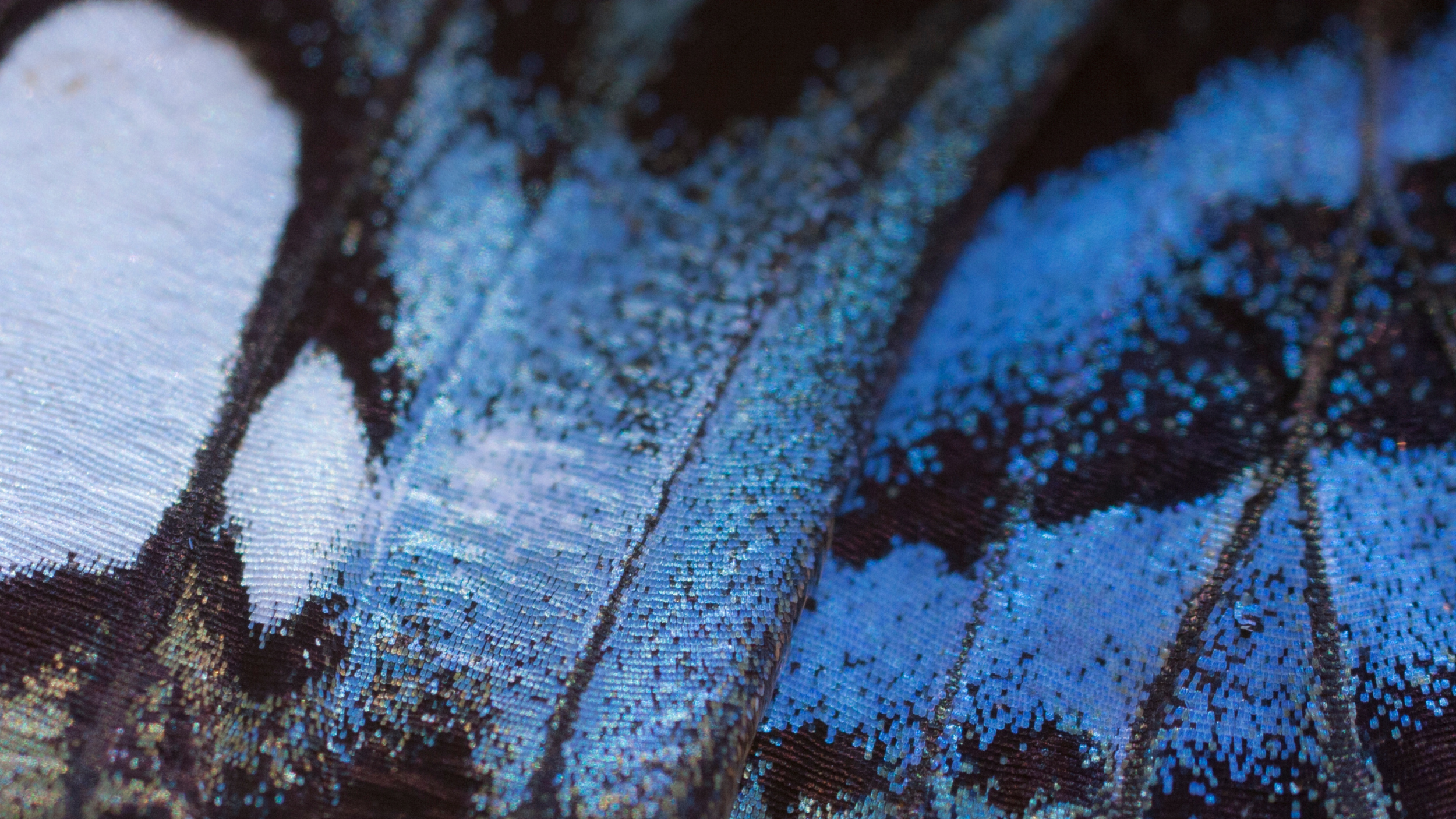 Transformational Coaching: Blue Butterfly Wings