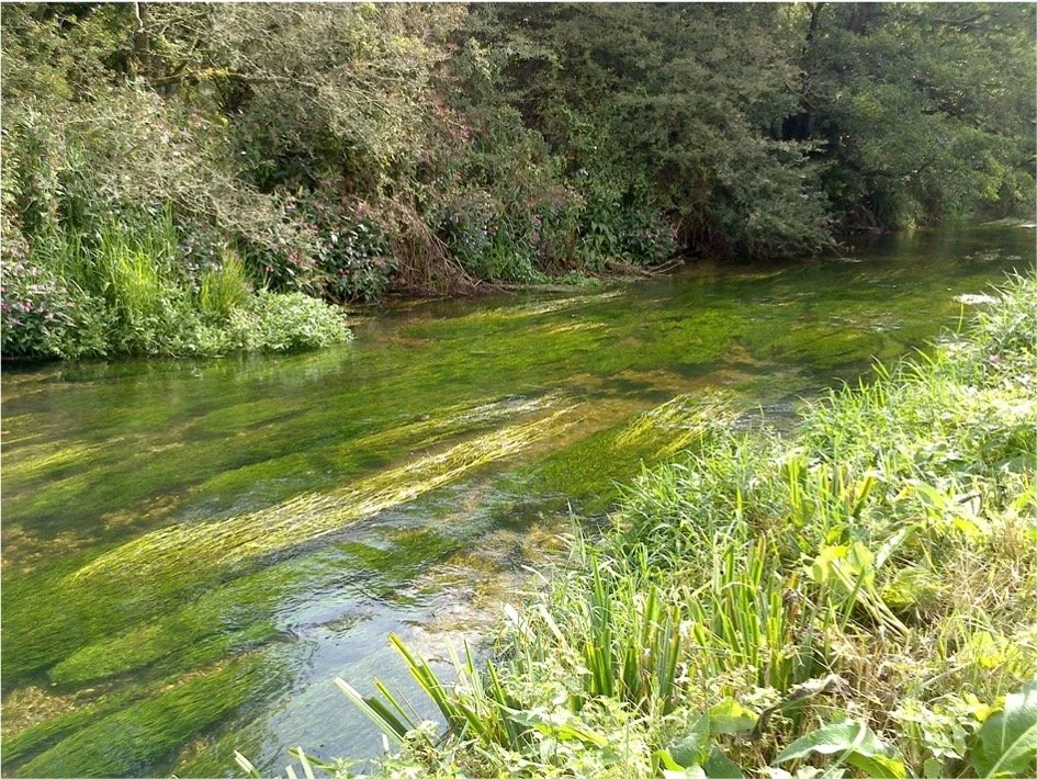 Chalk-stream salmon could become an official sub-species