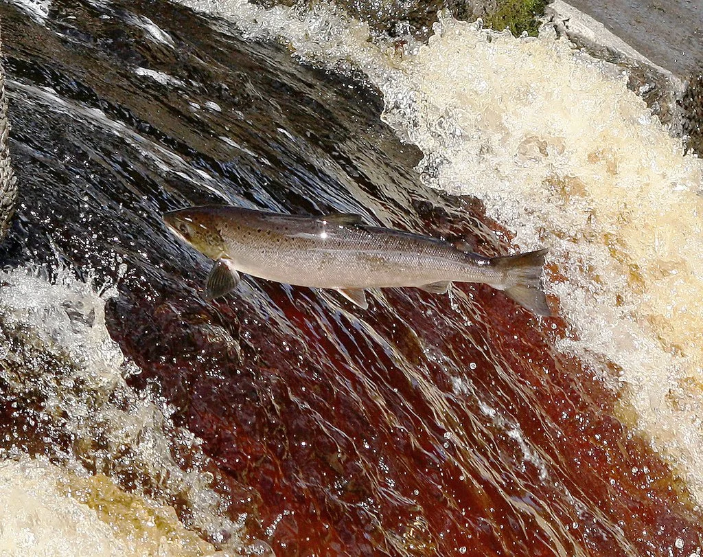 New joint agreement to support wild salmon conservation following escapes