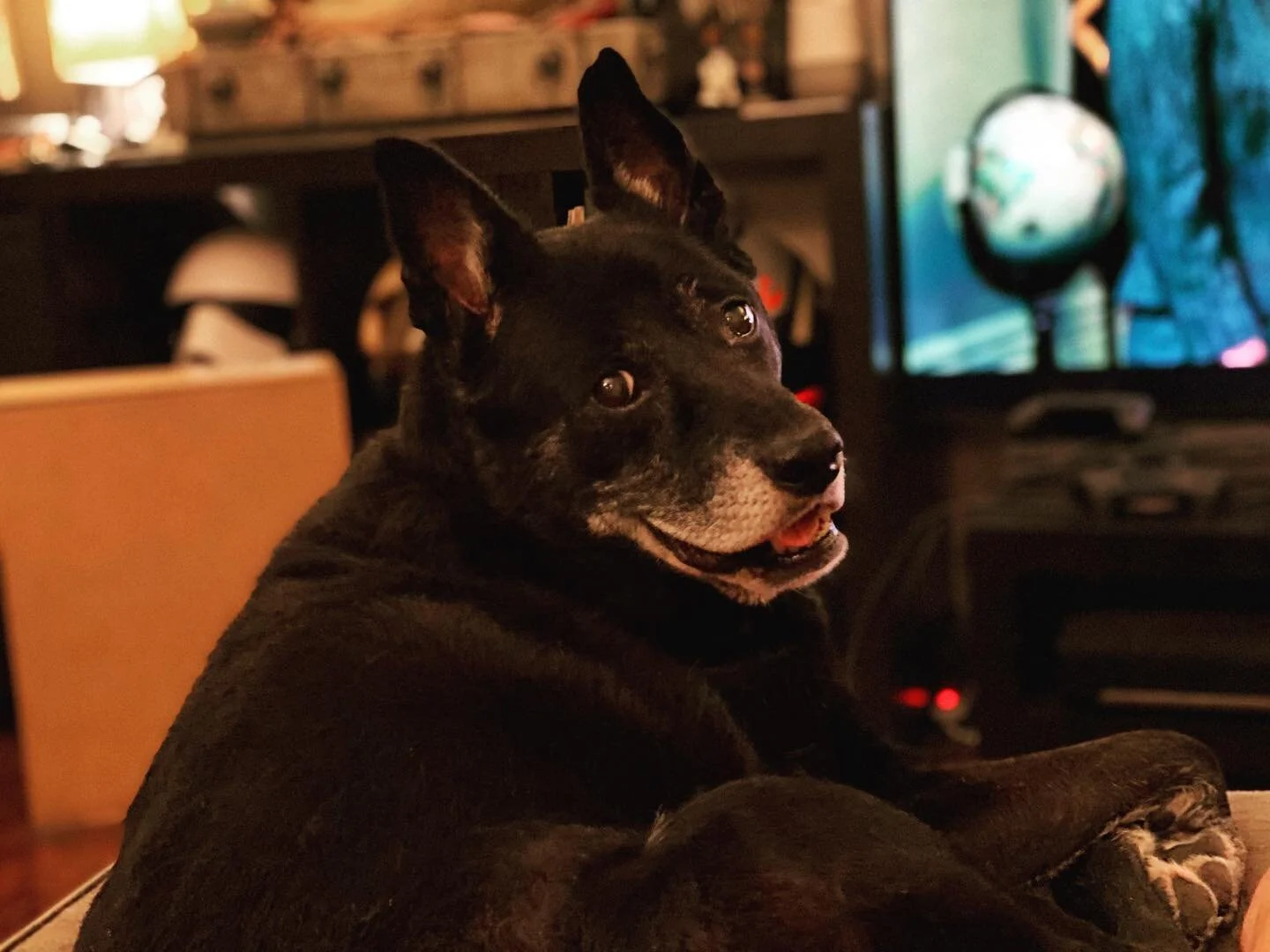 Still smiling. Turns 15 this year, best old lady ever. #adoptdontshop #bellalou