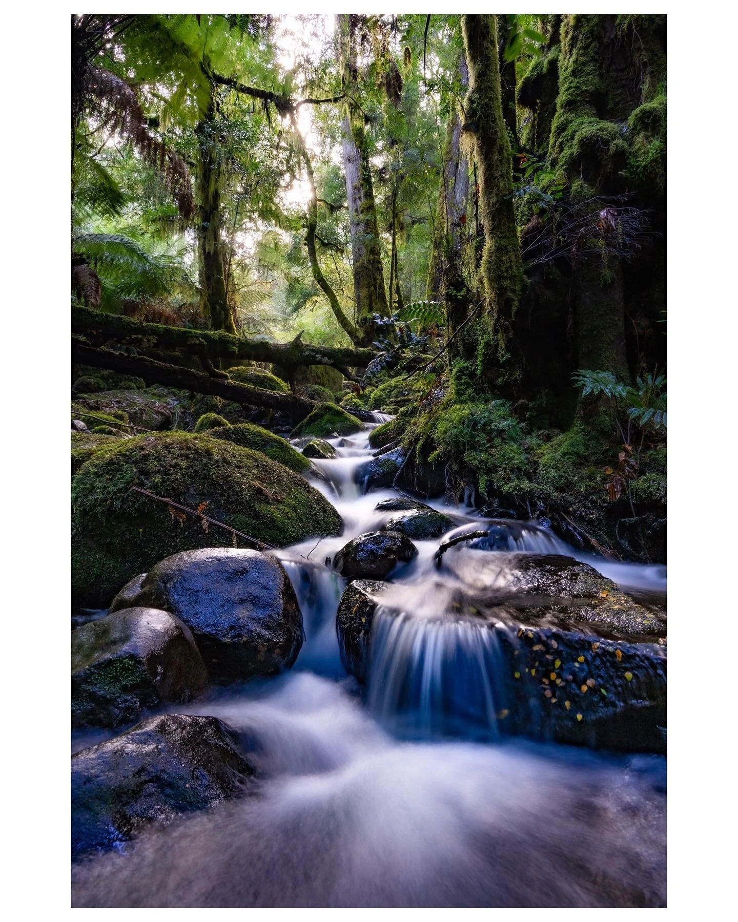 Went for a walk the other day. Reminded me that I still like shooting nature. 
.
📍Mt Donna Buang
.
24mm/f13/1.6sec/no filter
@sonyaustralia 
@sonyalpha.anz