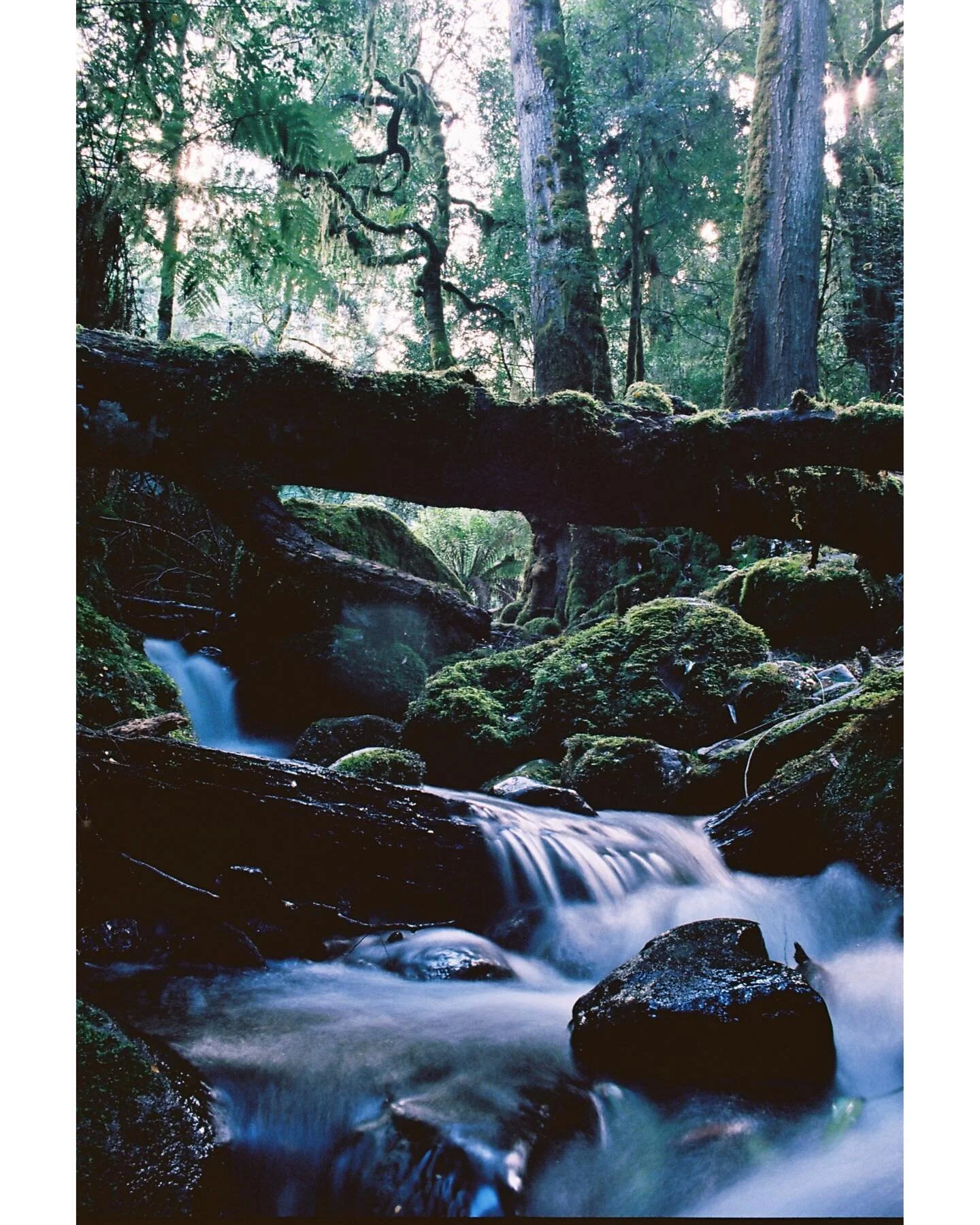Mt Donna Buang on 35mm 
.
#35mm #ae1 @canonaustralia