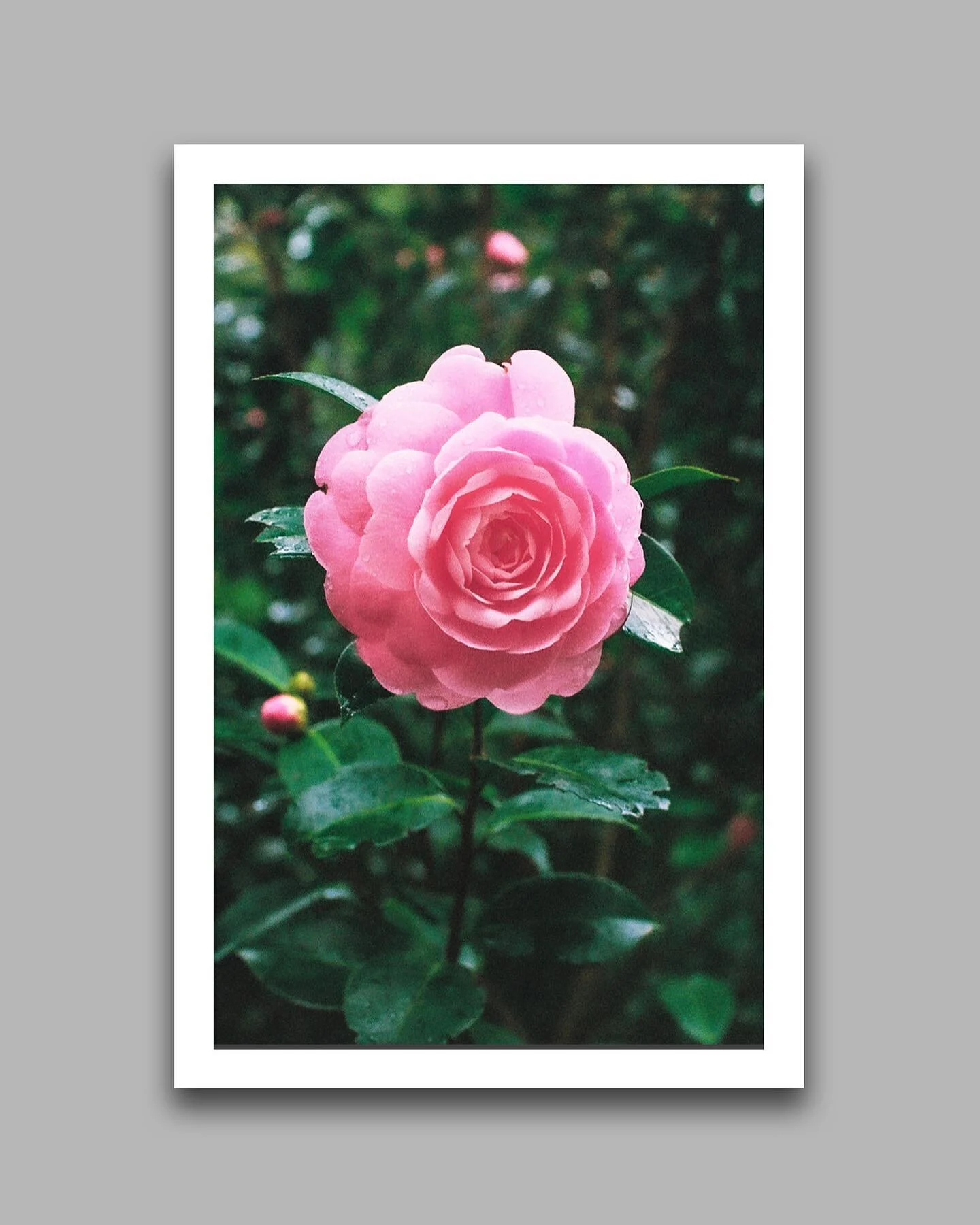Pretty excited to say that my landscape prints are now available! 

Head to the link in my bio to have a look at my newly launched store.

Prints are available in the following sizes:
- 8x12in
- 16x24in 
- 24x36in 

Custom work/sizes also available. 
