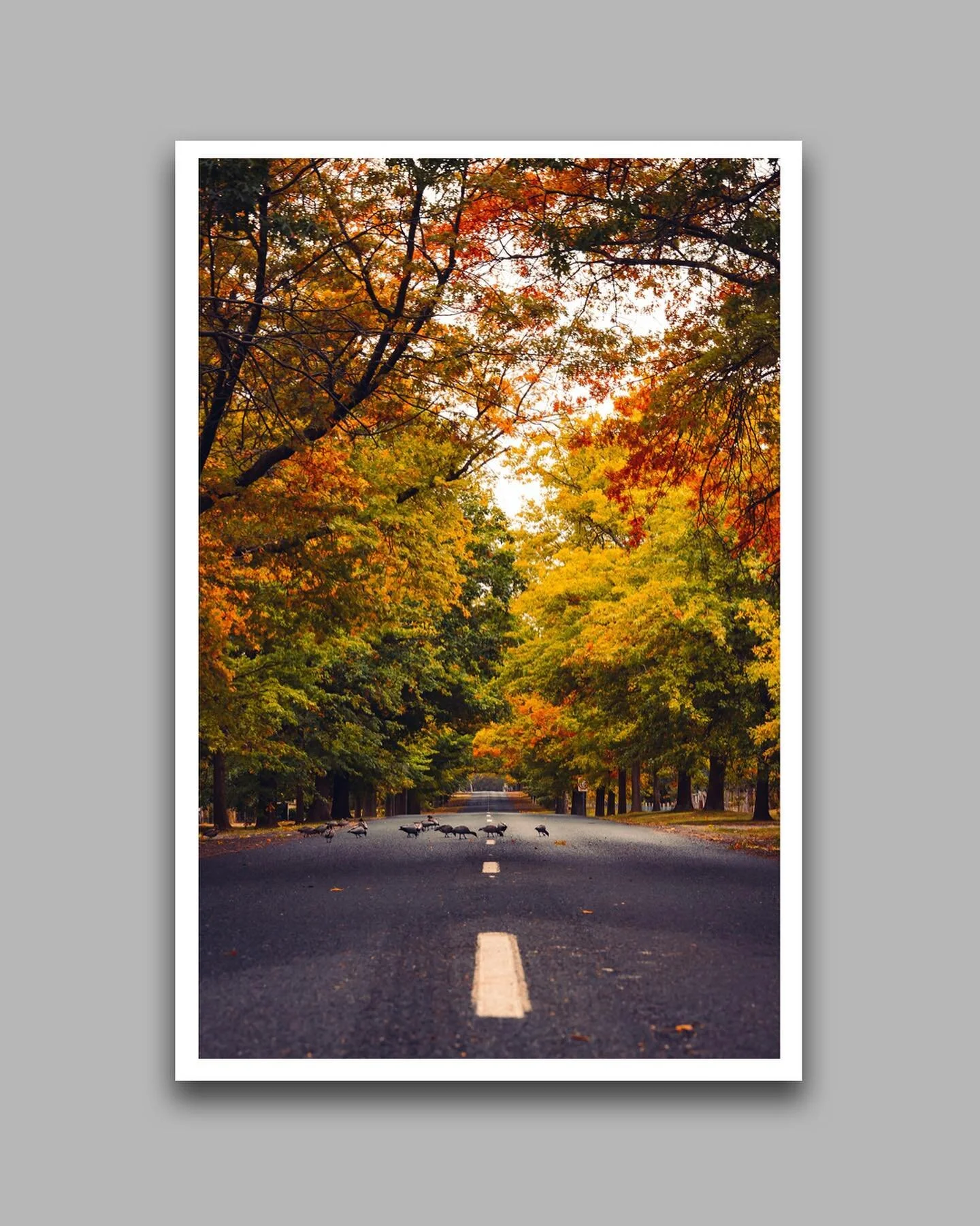 Fall colours 🍁

Landscape prints now available! Click the link in my bio or head over to samandersoncaptures.com to order. 

Sizes include 8x12, 16x24 and 24x36. Custom sizes also available. 

📍Macedon Ranges 

Much love, 
Sam

#landscapeprints #vi