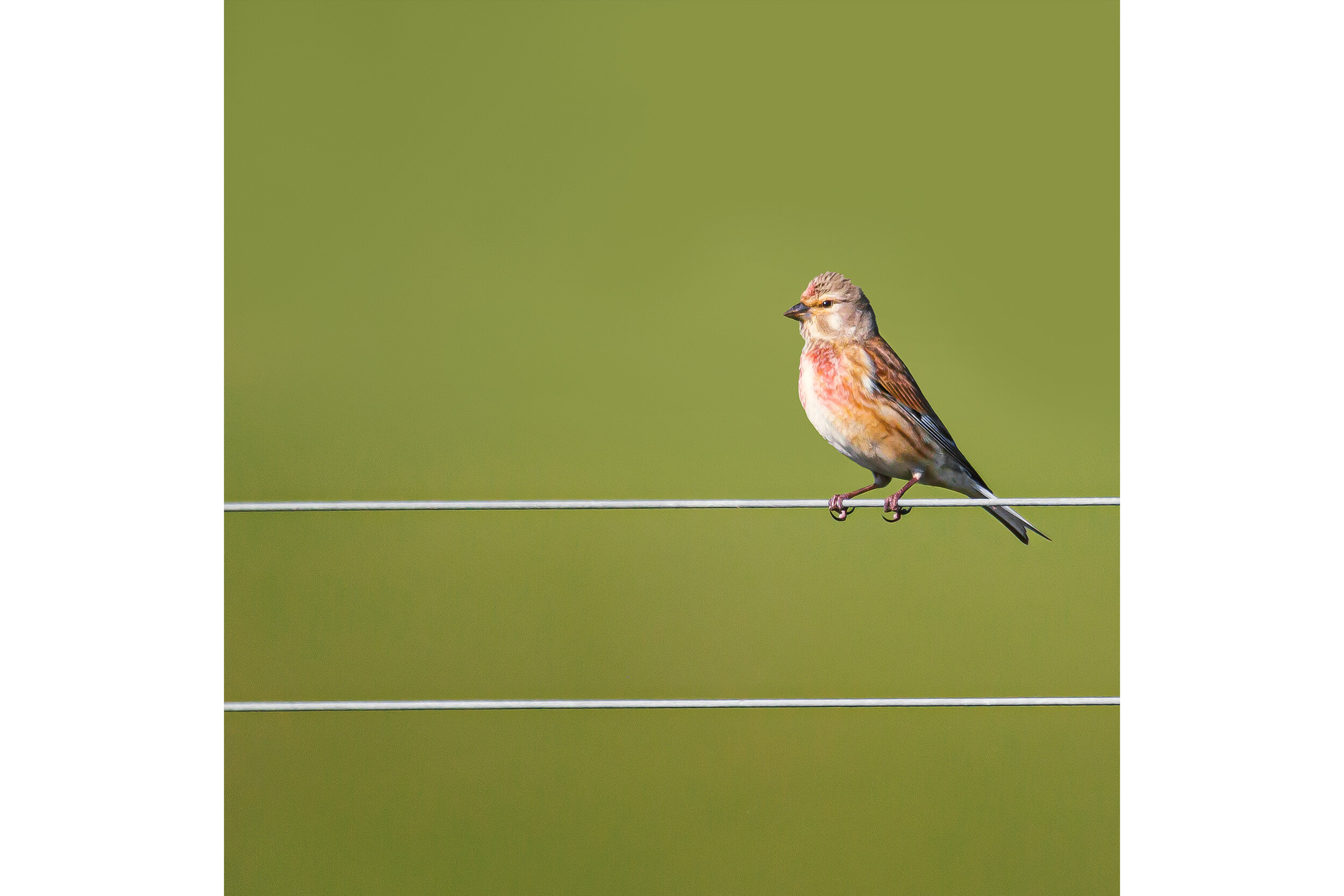 full linnet.jpg