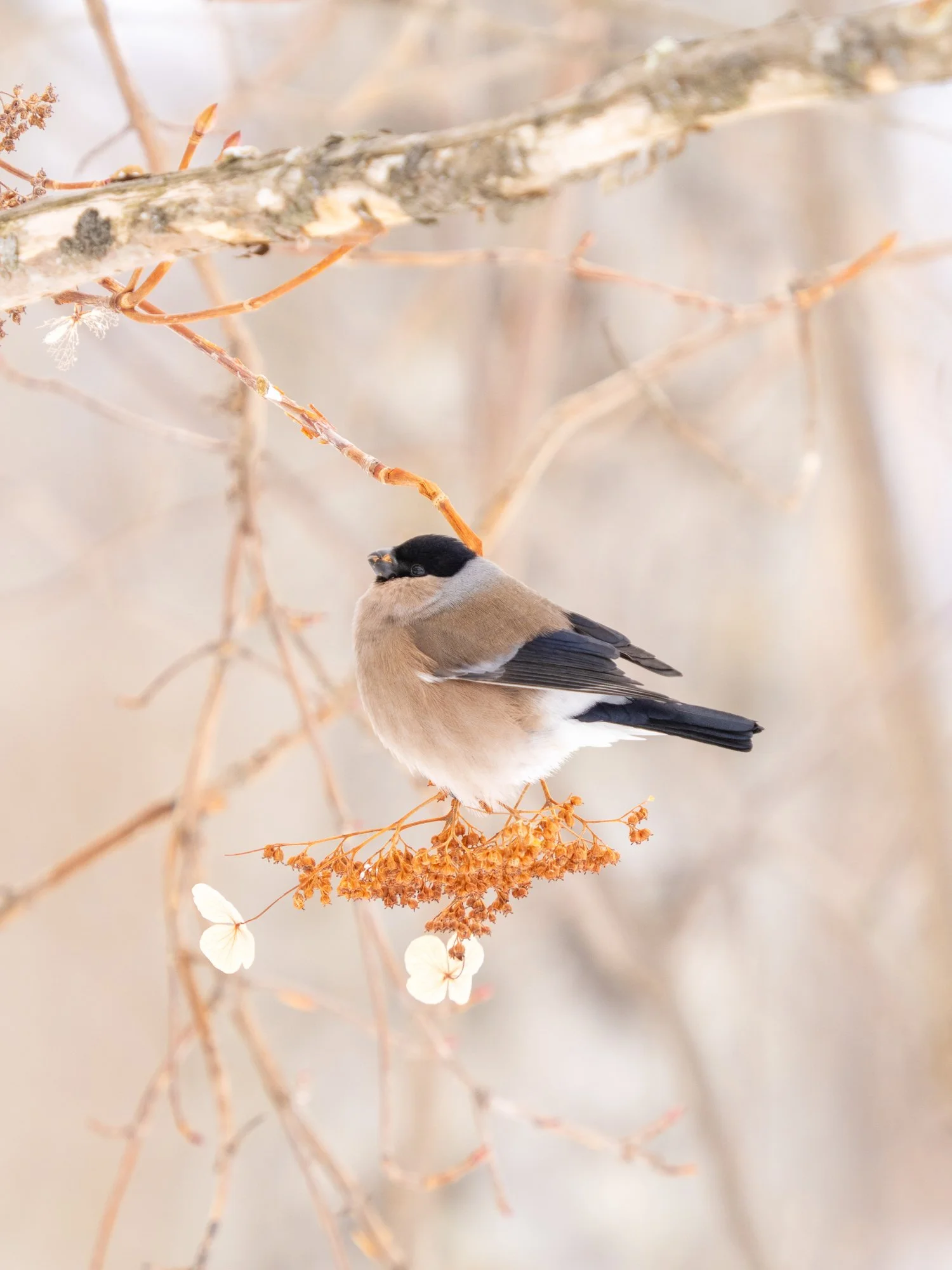 Eastern_Hokkaido_Japan--104.JPG