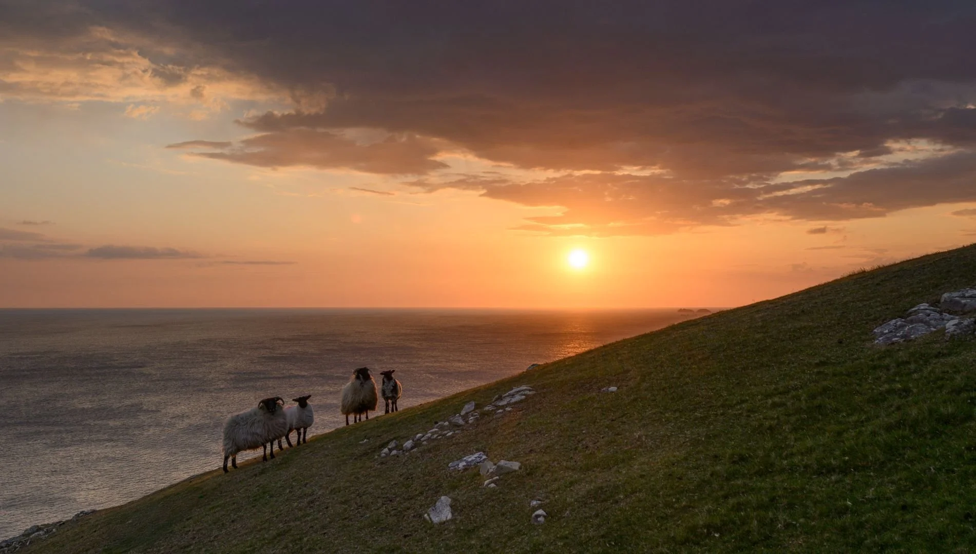 clare-island-sheep-sunset-sea-view-atlantic-ocean 7003.jpg