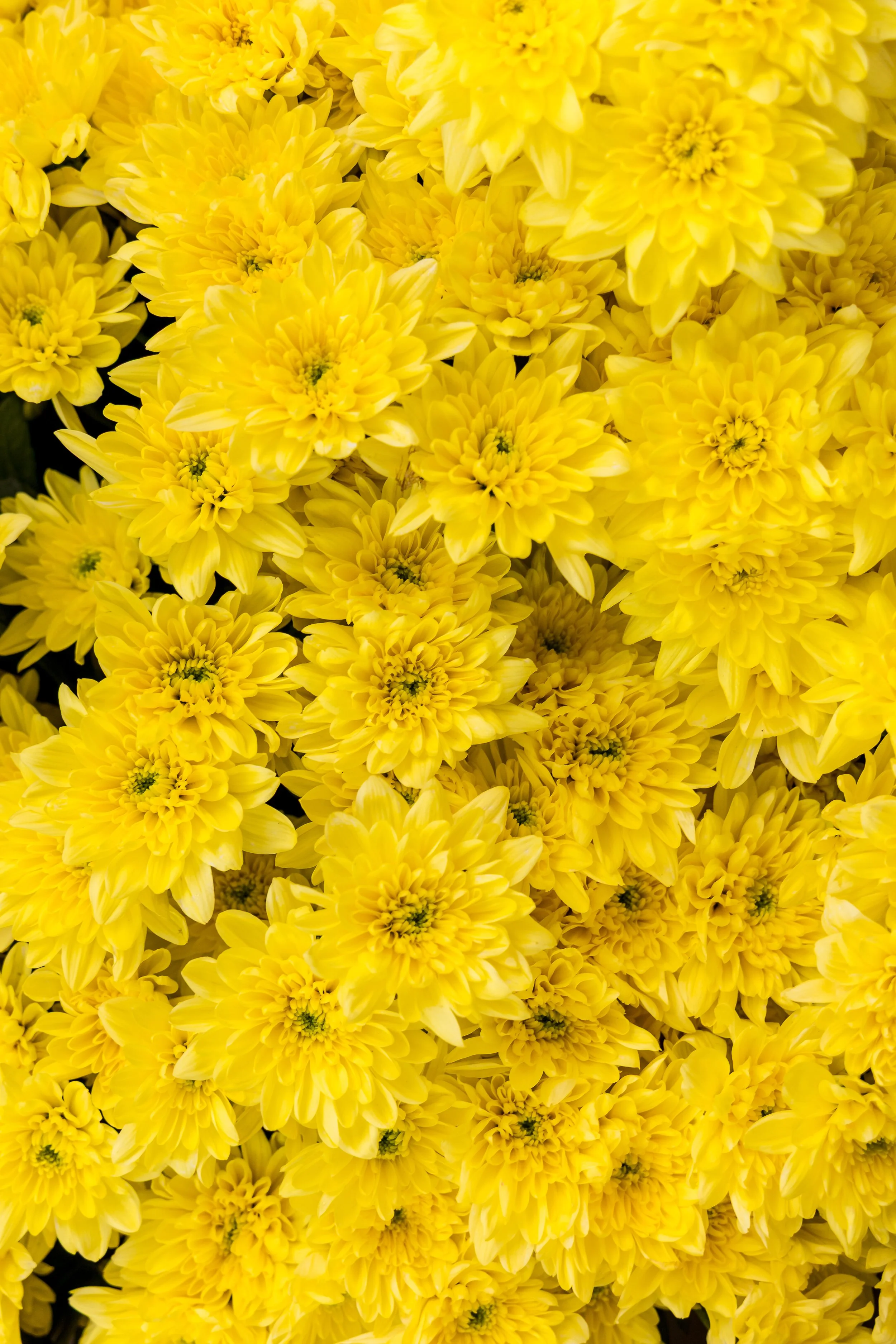SpaceNK_ChelseaInBloom-4000px-4O0A4752.JPG