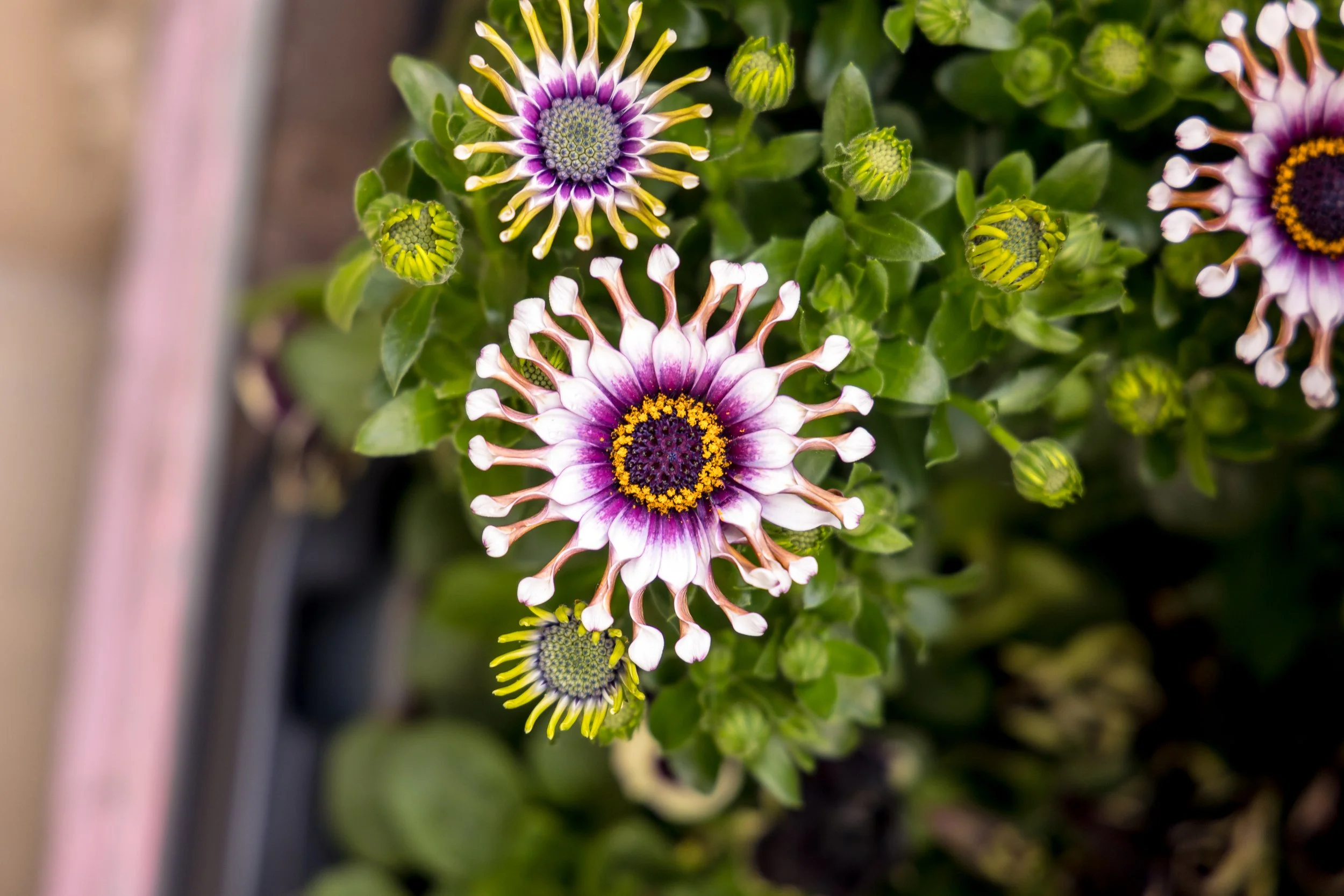 SpaceNK_ChelseaInBloom-4000px-4O0A4791.JPG